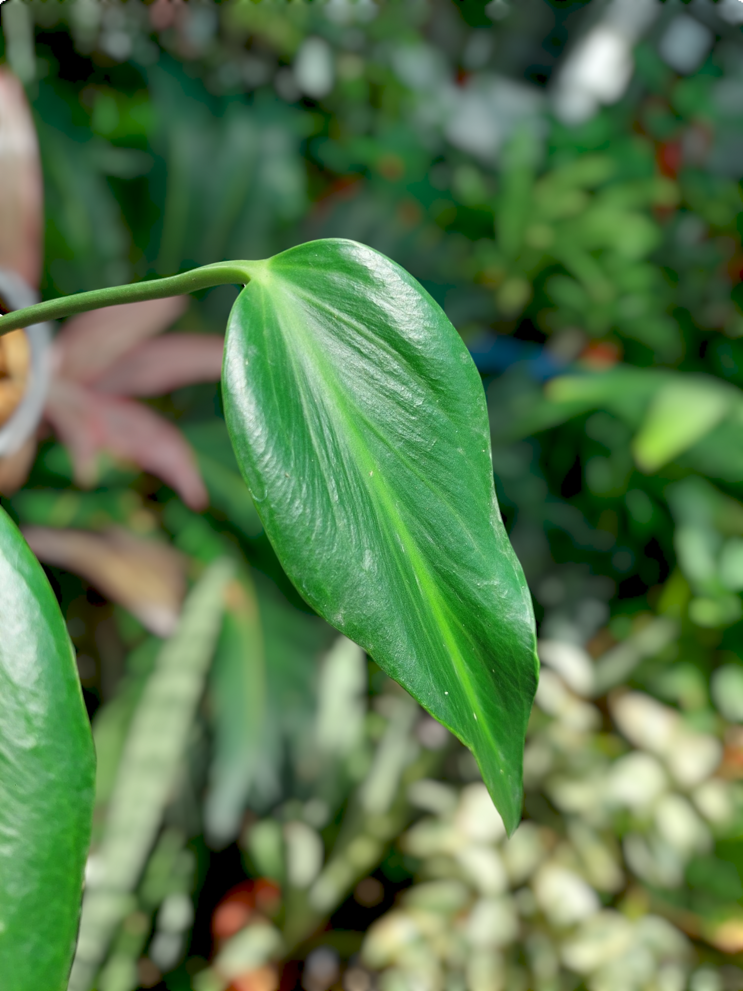 Monstera Burle Marx Flame (EXACT PLANT)