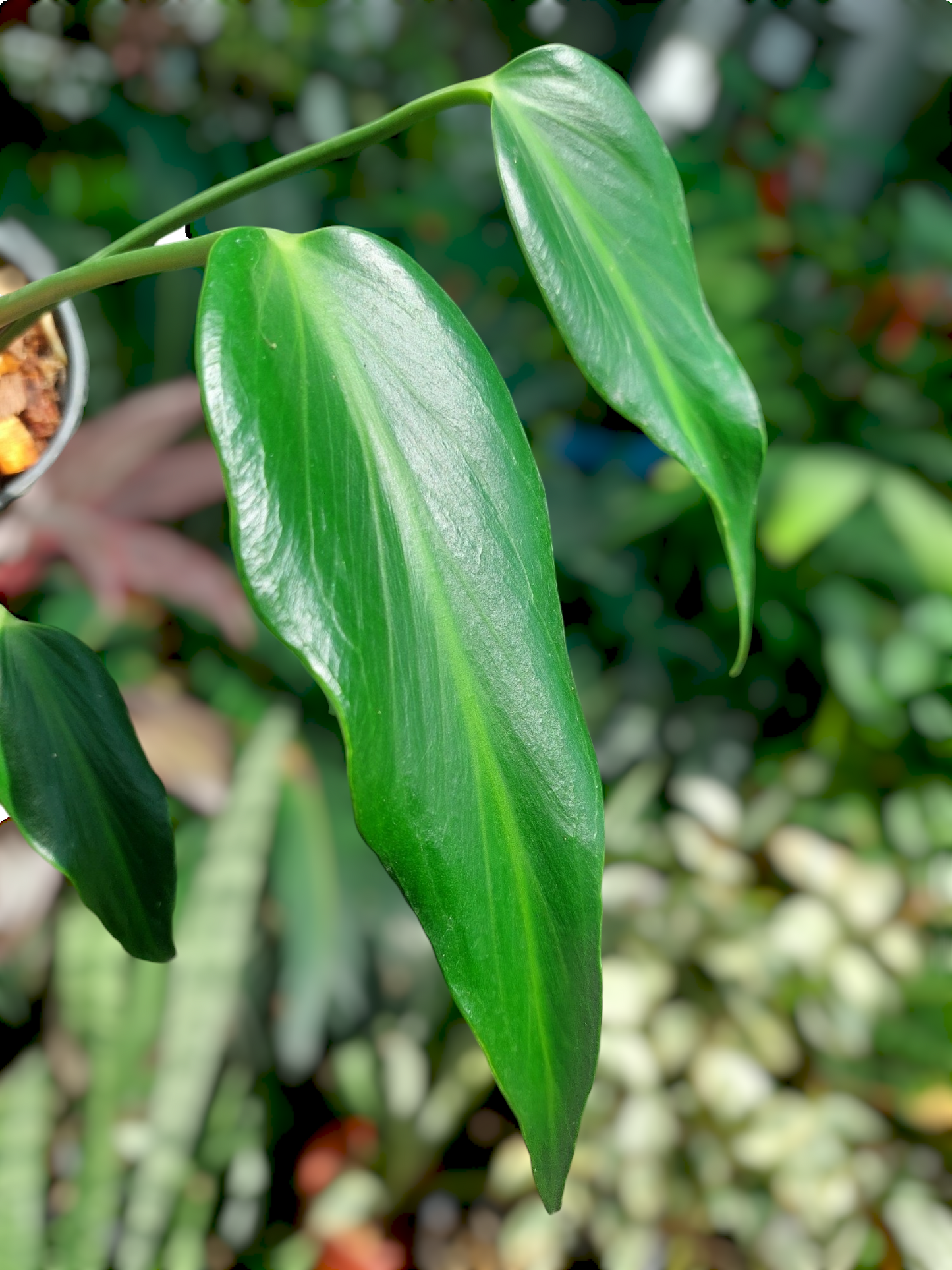 Monstera Burle Marx Flame (EXACT PLANT)