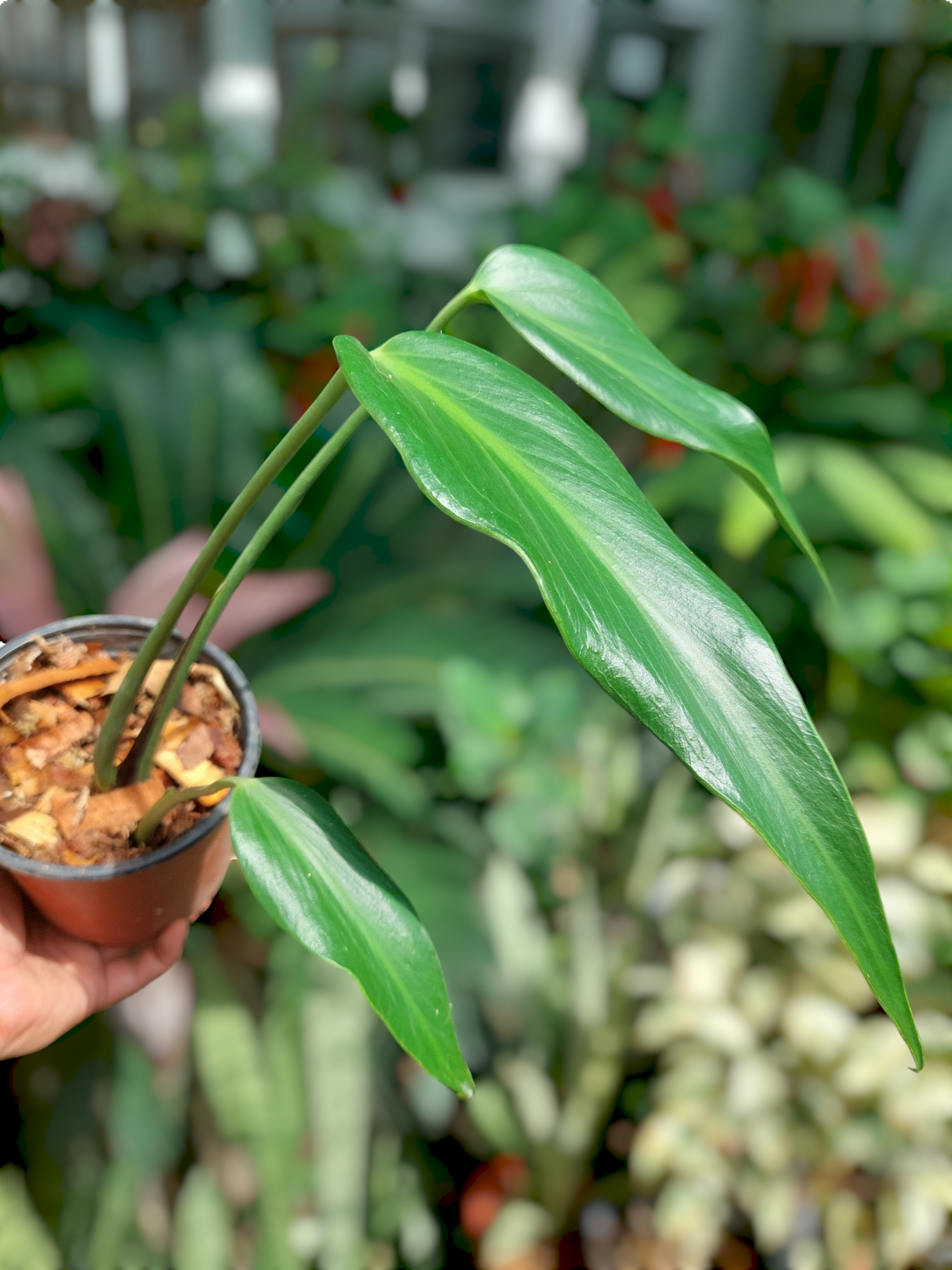 Monstera Burle Marx Flame (EXACT PLANT)