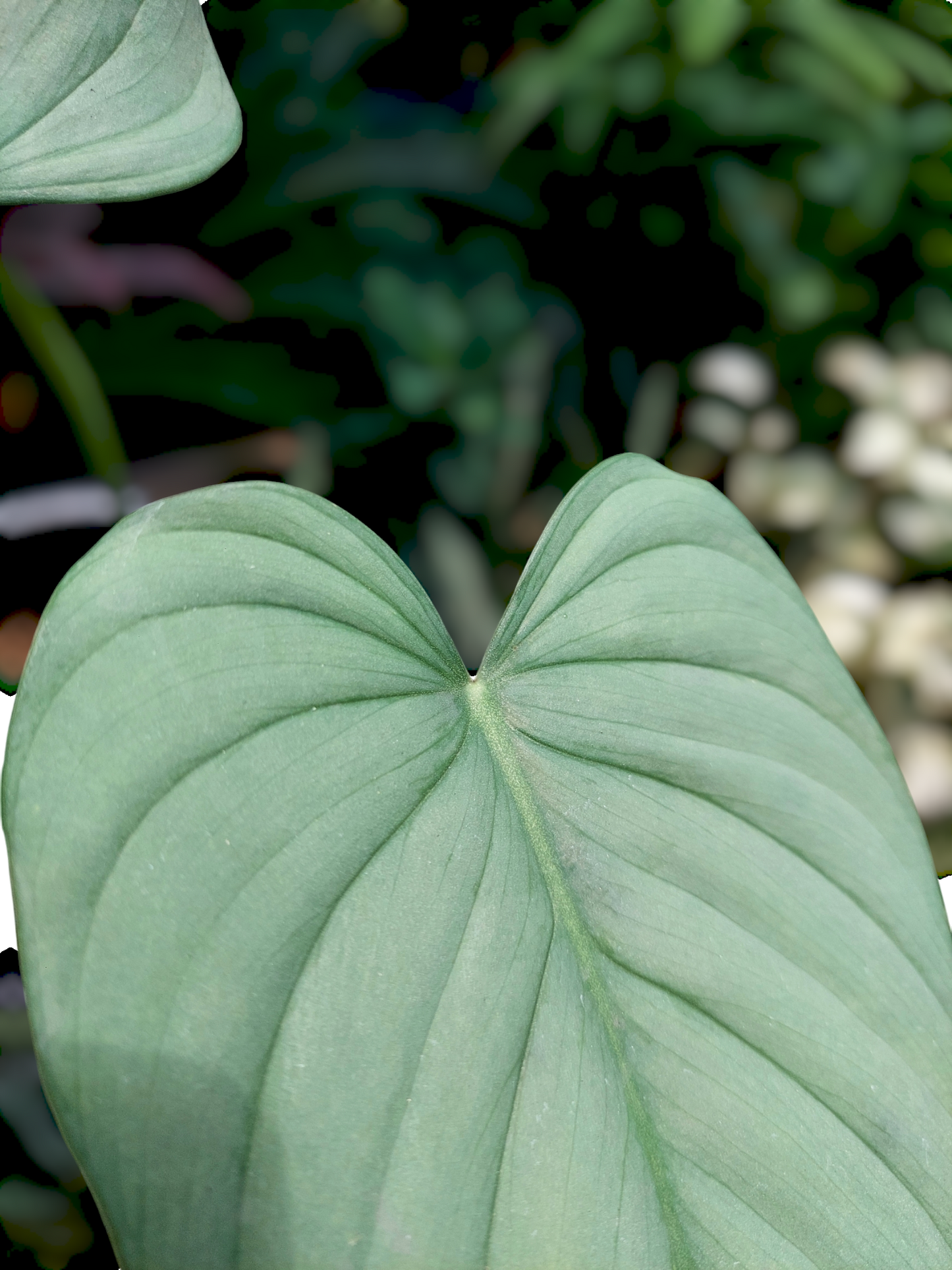 Philodendron sp. 'Silver Angel' with 3 Leaves  (EXACT PLANT)