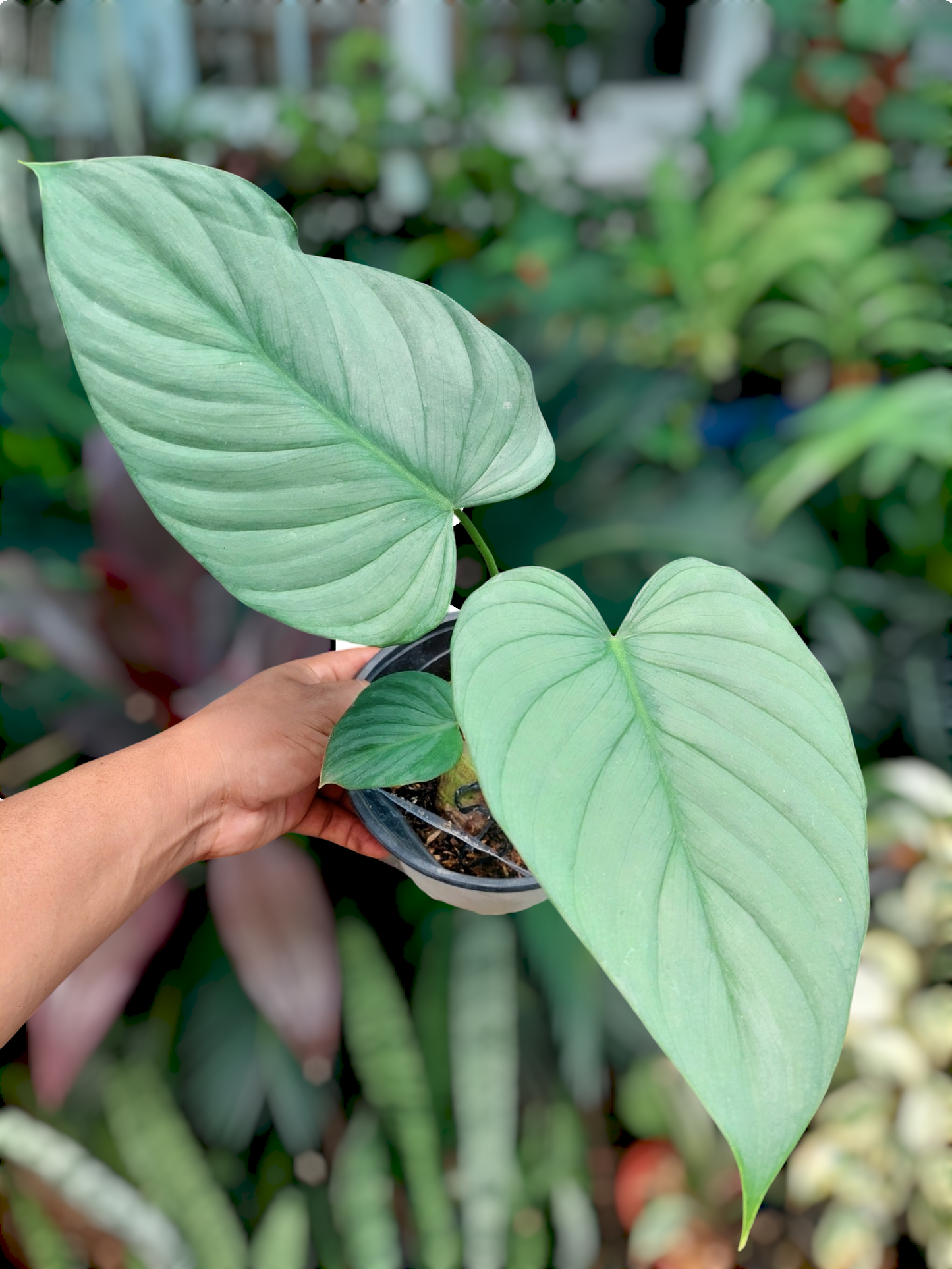 Philodendron sp. 'Silver Angel' with 3 Leaves  (EXACT PLANT)