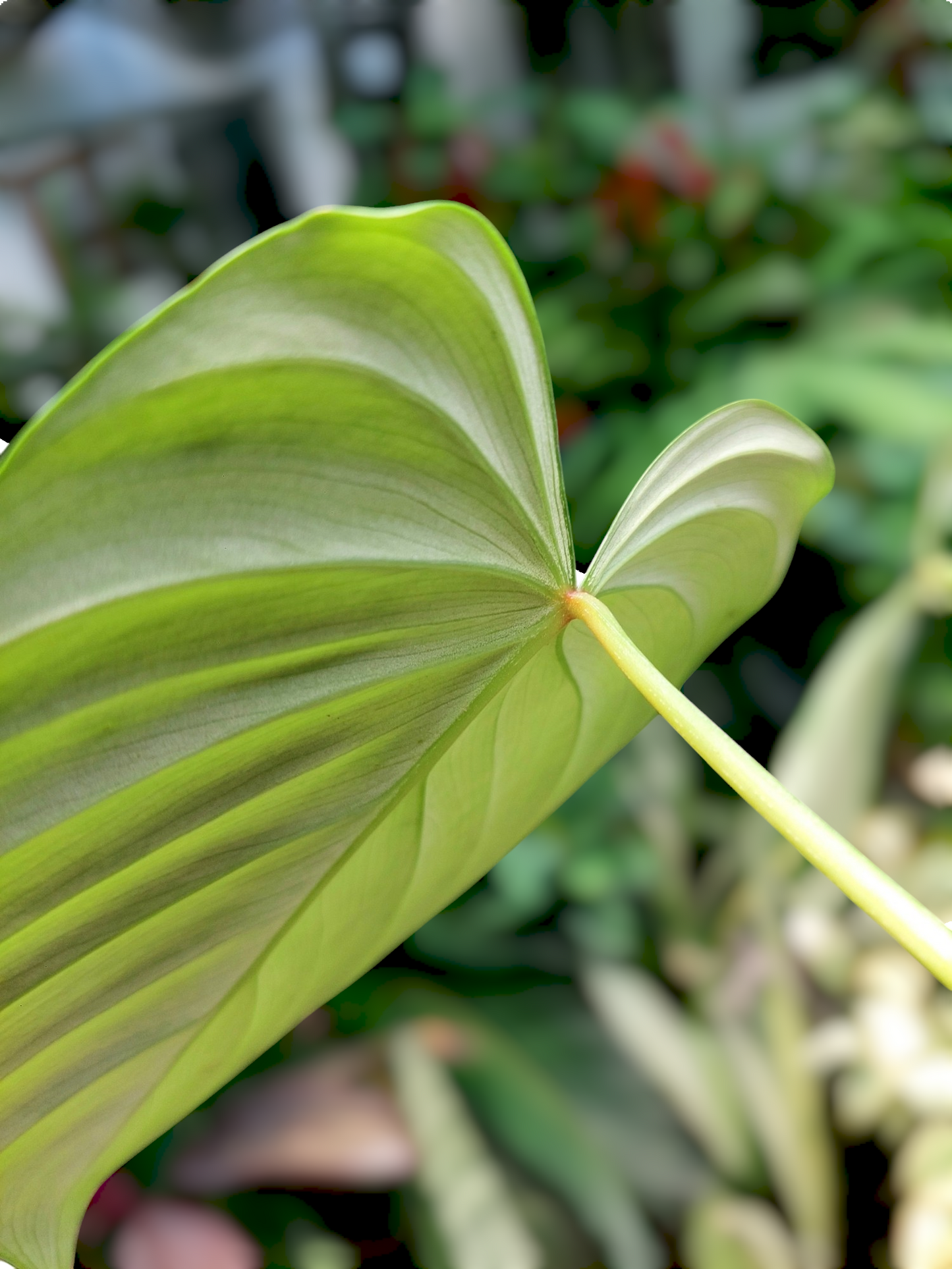 Philodendron sp. 'Silver Angel' with 3 Leaves  (EXACT PLANT)