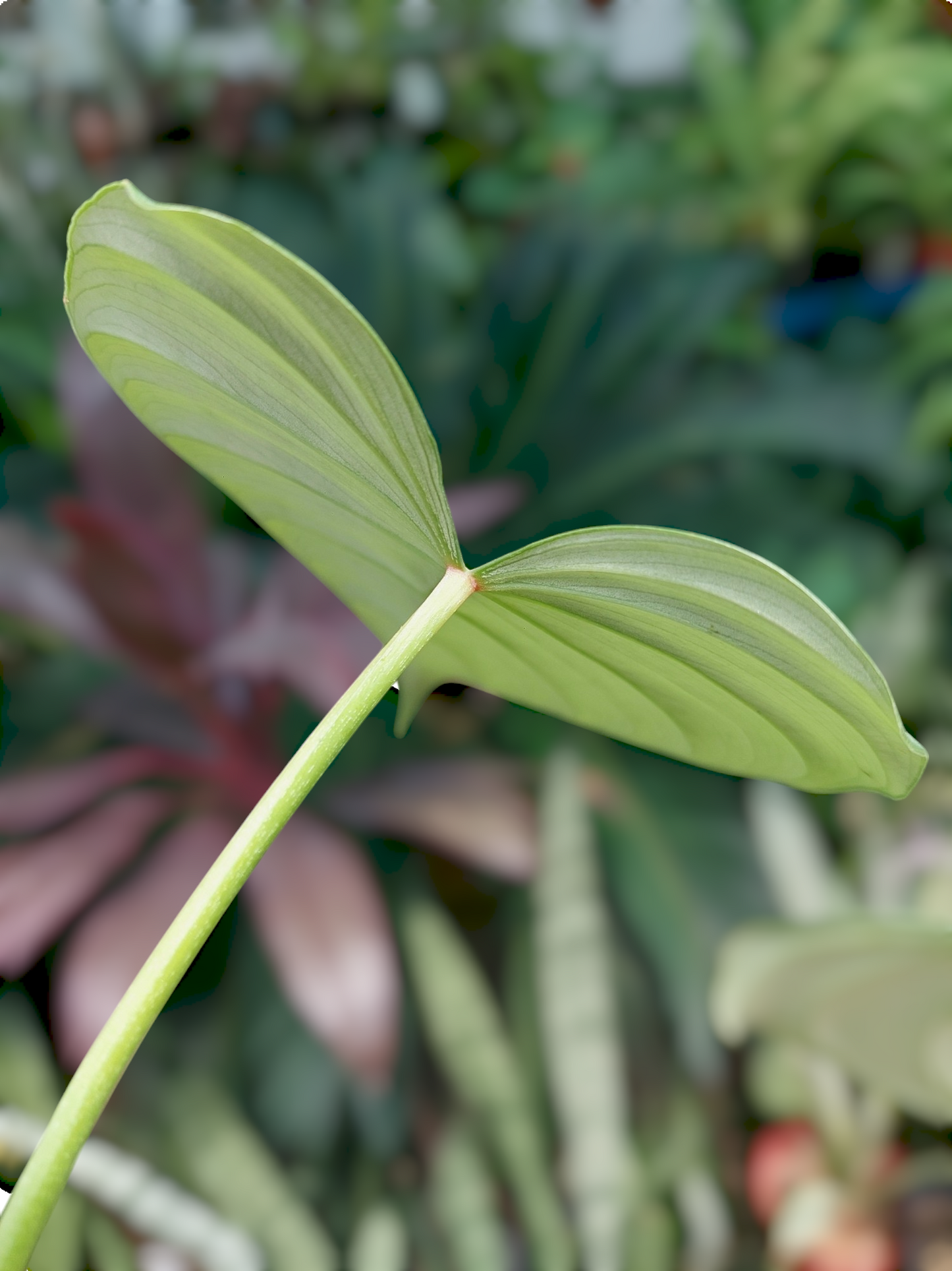 Philodendron sp. 'Silver Angel' with 3 Leaves  (EXACT PLANT)