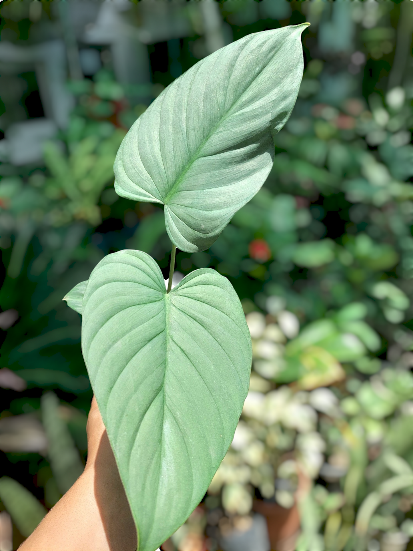 Philodendron sp. 'Silver Angel' with 3 Leaves  (EXACT PLANT)