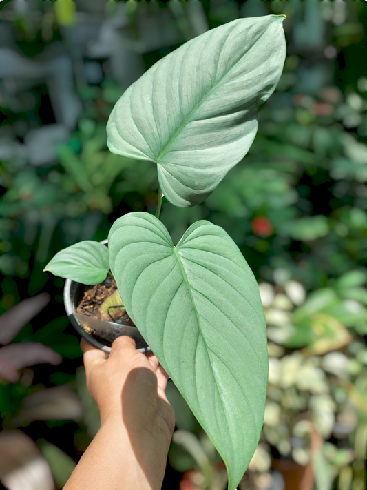 Philodendron sp. 'Silver Angel' with 3 Leaves  (EXACT PLANT)