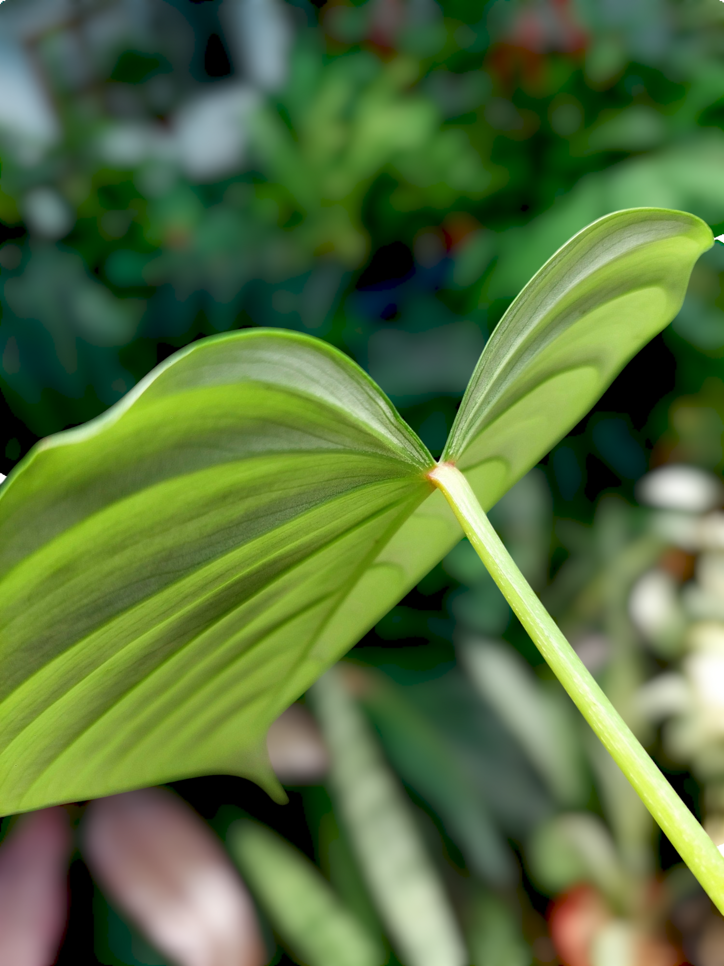 Philodendron sp. 'Silver Angel' with 3 Leaves  (EXACT PLANT)