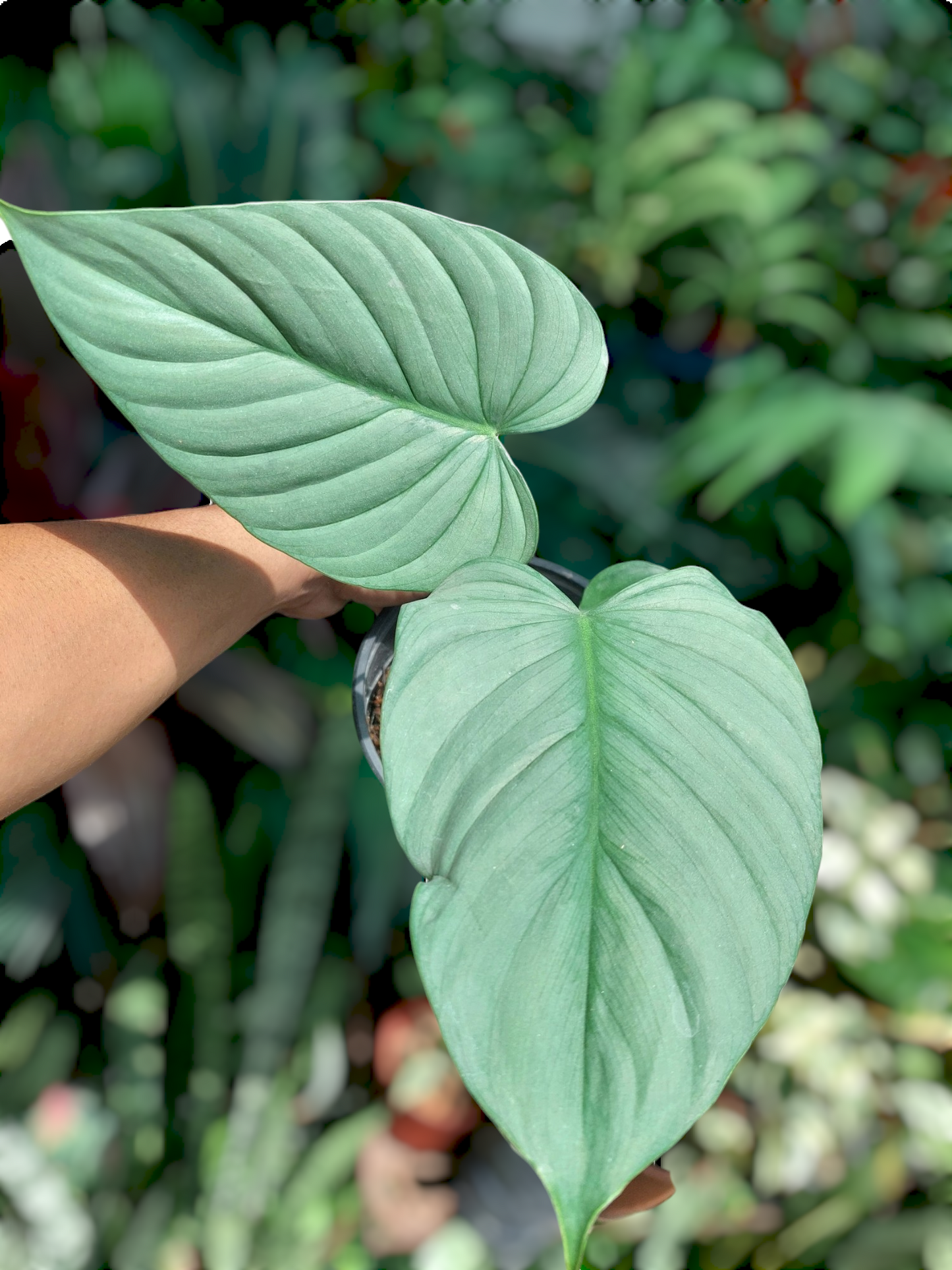 Philodendron sp. 'Silver Angel' with 3 Leaves  (EXACT PLANT)