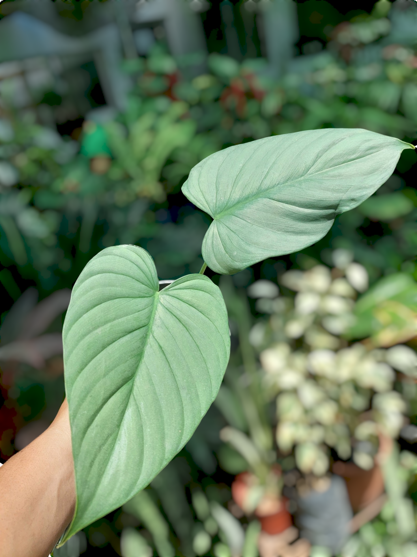 Philodendron sp. 'Silver Angel' with 3 Leaves  (EXACT PLANT)