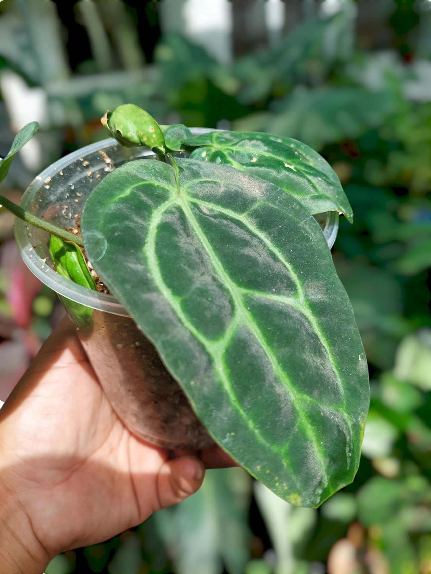 Anthurium Carlablackiae Wild Ecotype with 4 Leaves(EXACT PLANT)