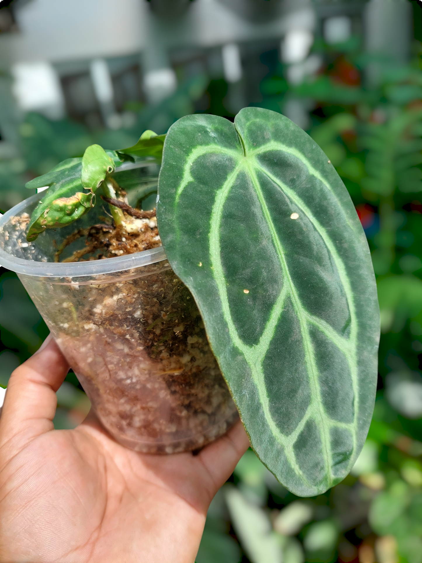 Anthurium Carlablackiae Wild Ecotype with 4 Leaves(EXACT PLANT)