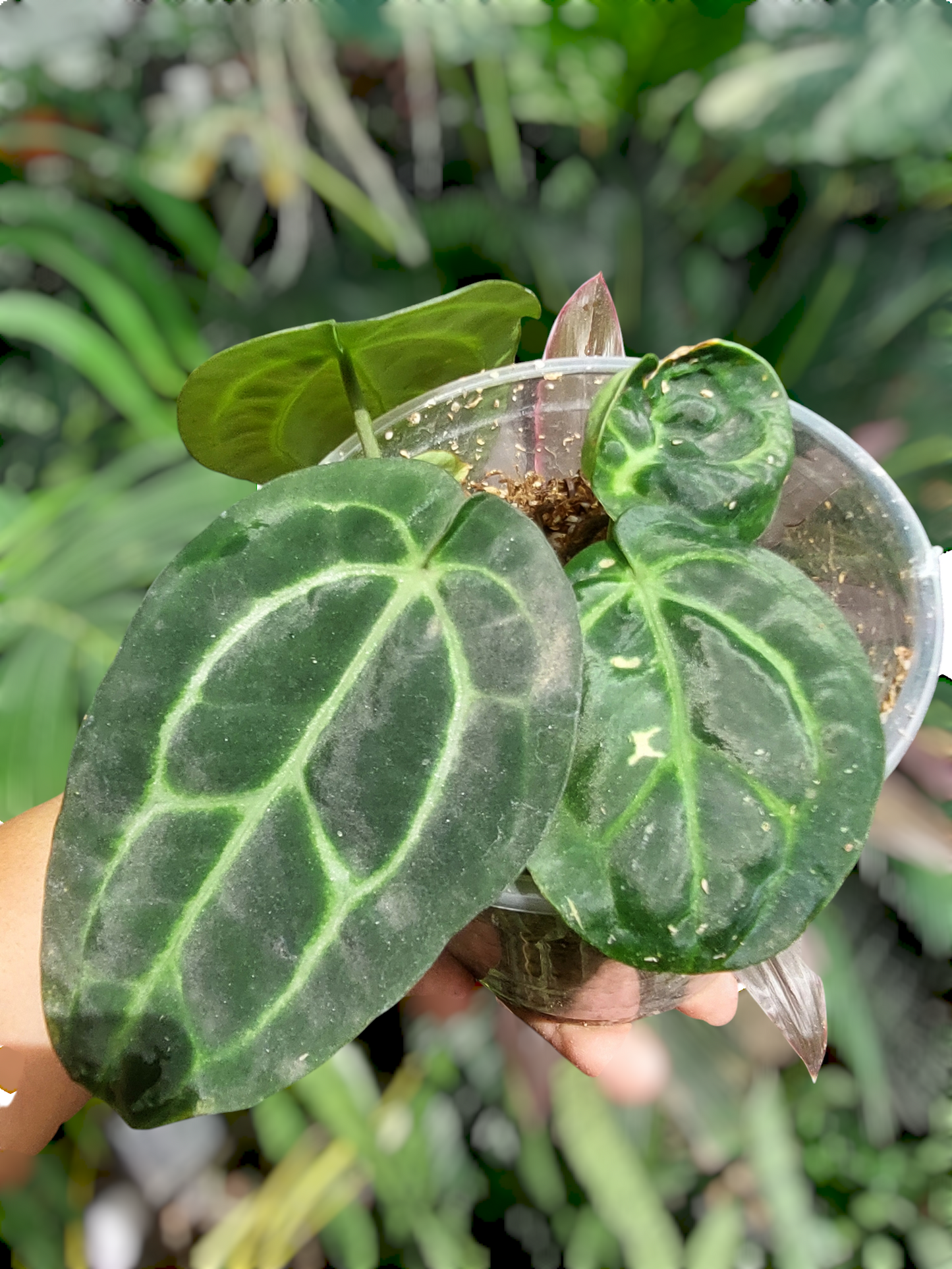 Anthurium Carlablackiae Wild Ecotype with 4 Leaves(EXACT PLANT)