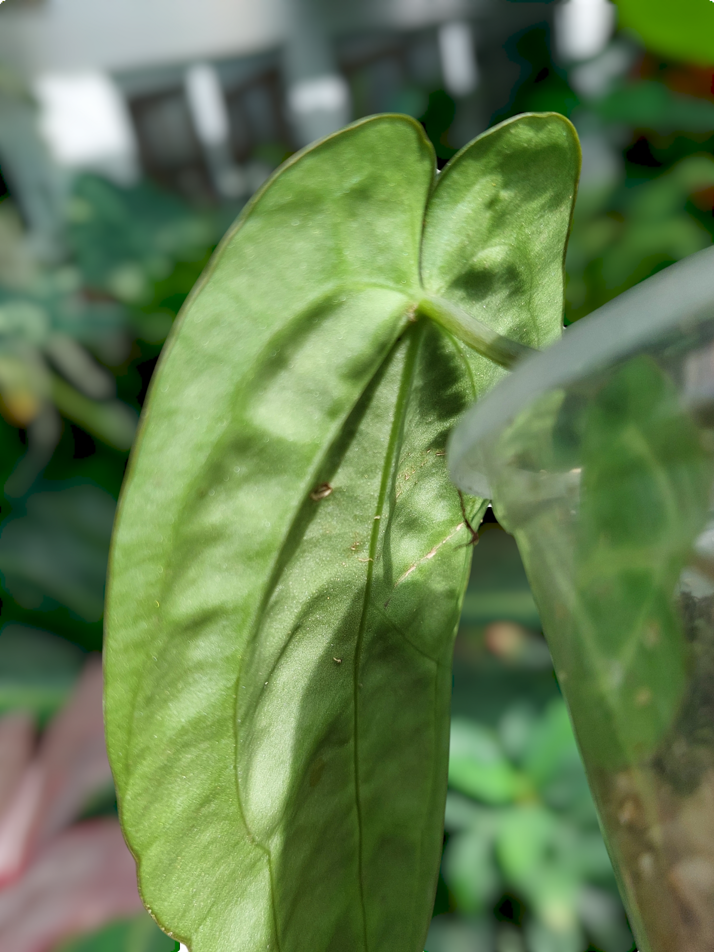 Anthurium Carlablackiae Wild Ecotype with 4 Leaves(EXACT PLANT)