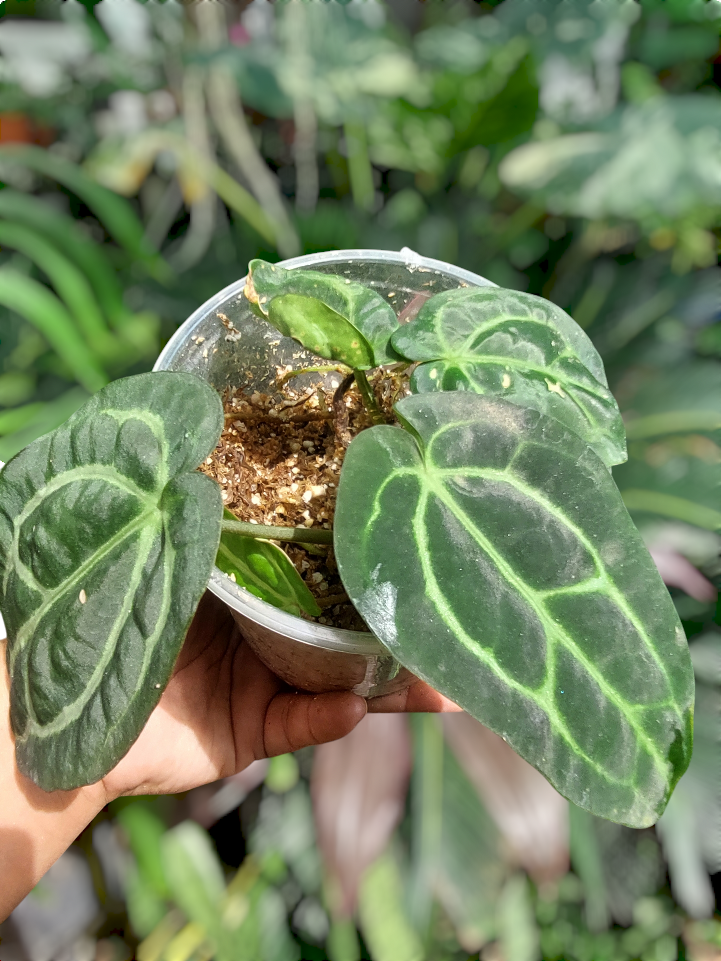 Anthurium Carlablackiae Wild Ecotype with 4 Leaves(EXACT PLANT)