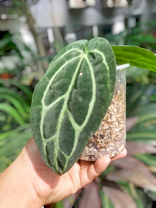 Anthurium Carlablackiae Wild Ecotype with 4 Leaves(EXACT PLANT)