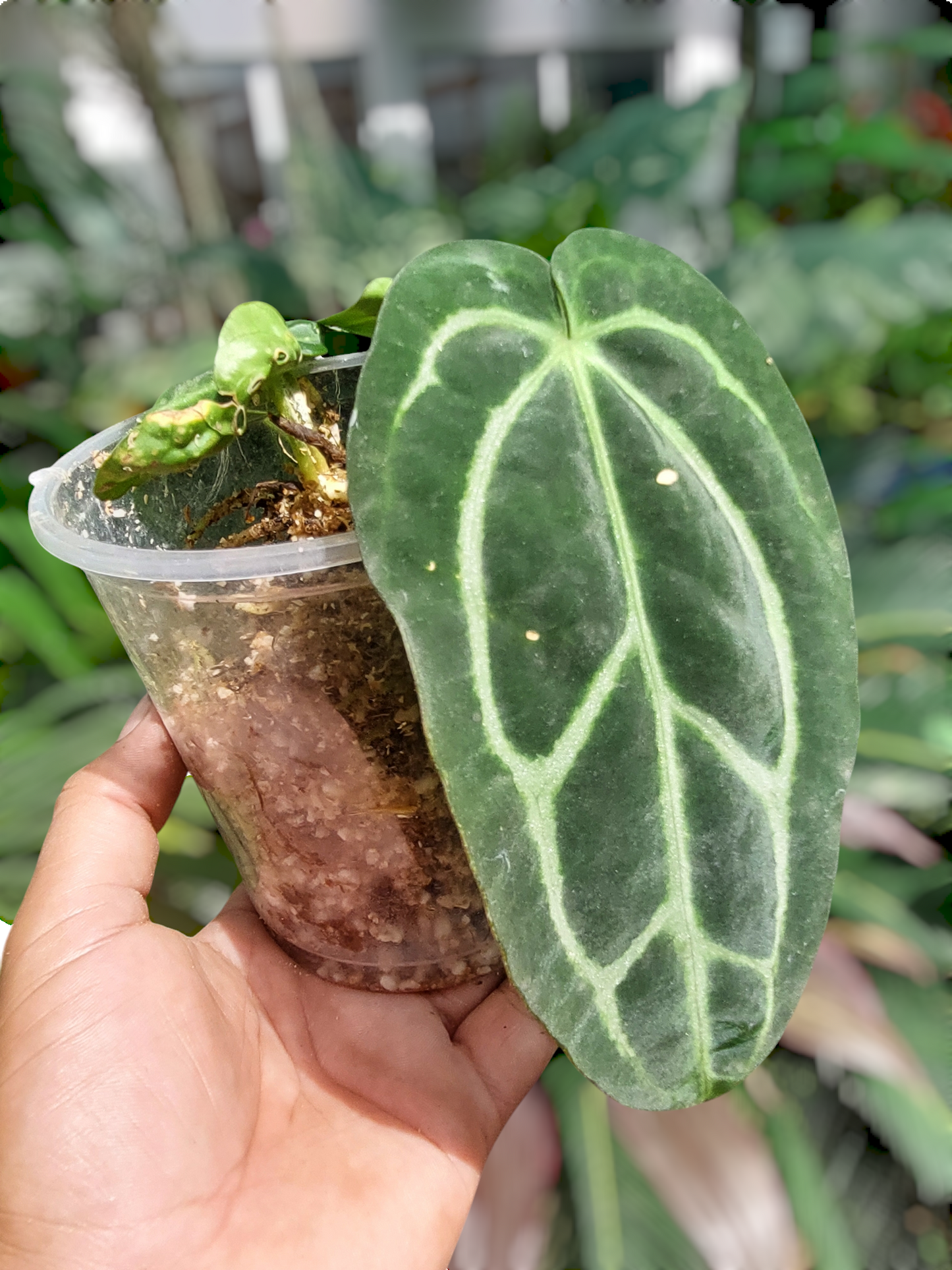 Anthurium Carlablackiae Wild Ecotype with 4 Leaves(EXACT PLANT)