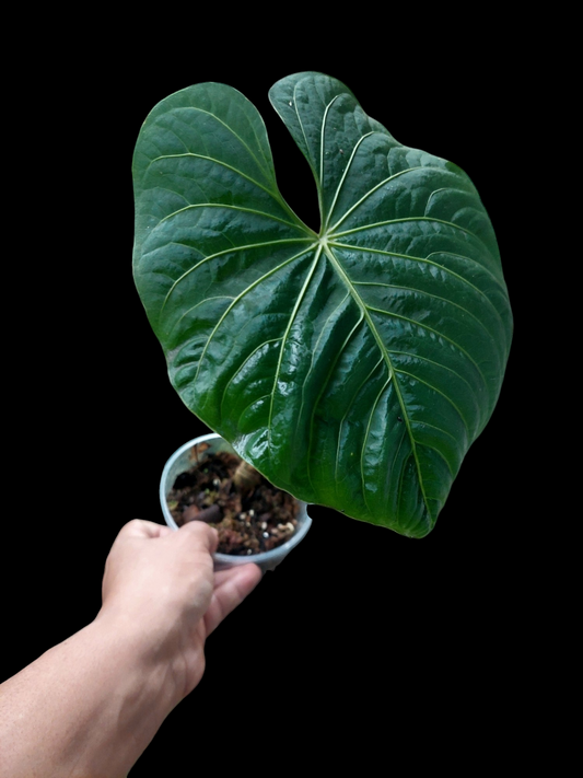 Anthurium sp. 'Colombianense' (EXACT PLANT)