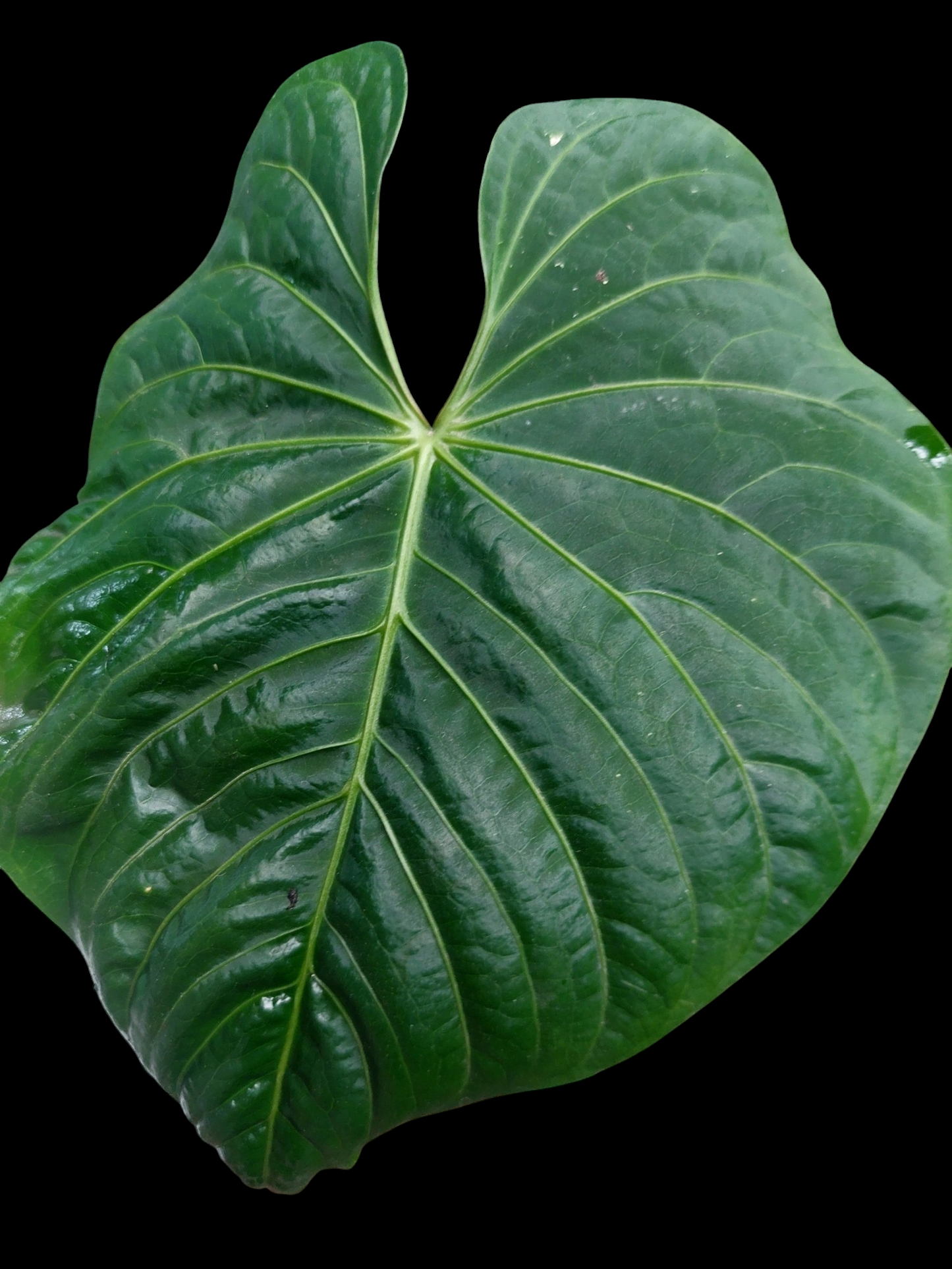 Anthurium sp. 'Colombianense' (EXACT PLANT)