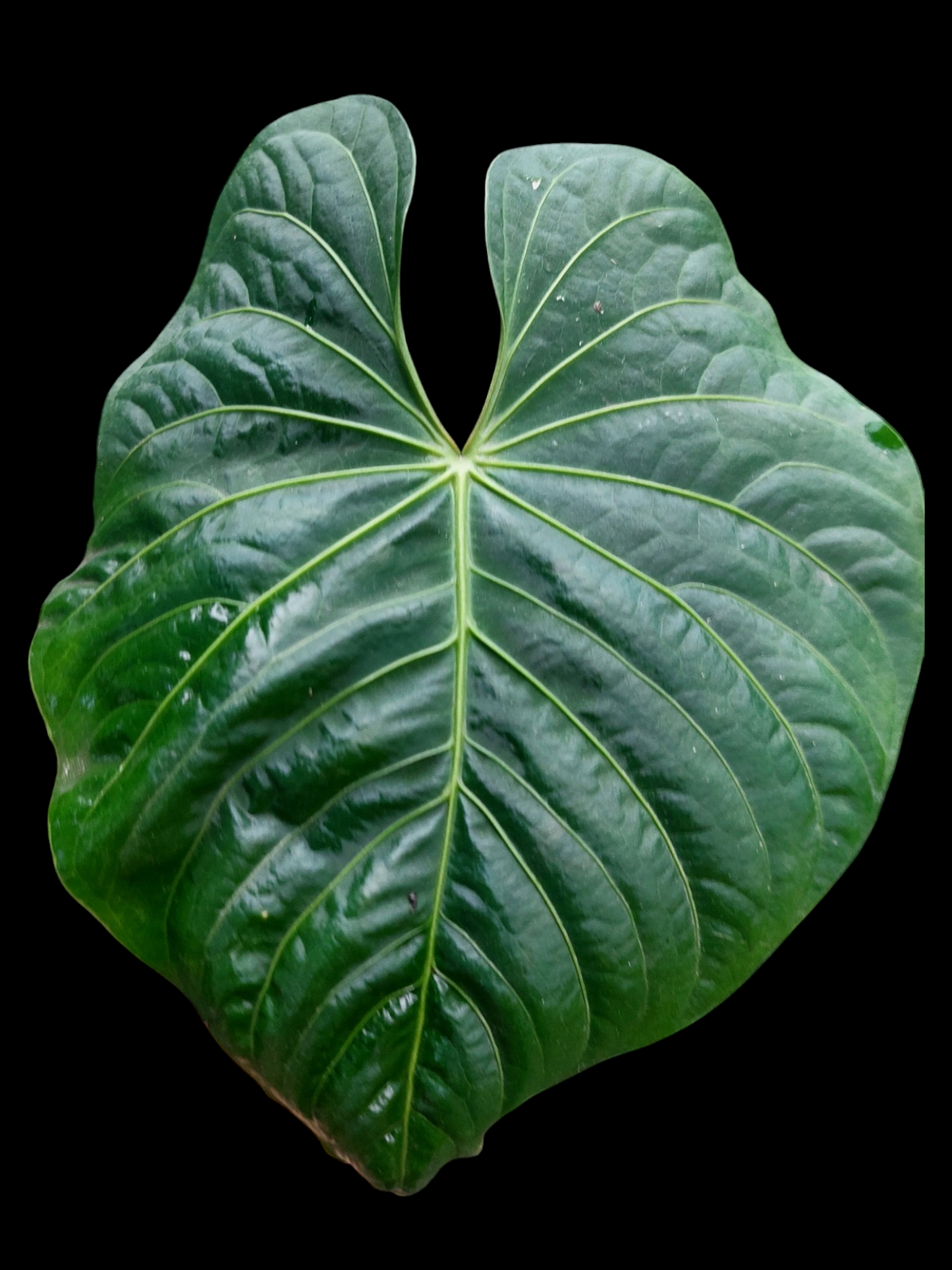 Anthurium sp. 'Colombianense' (EXACT PLANT)