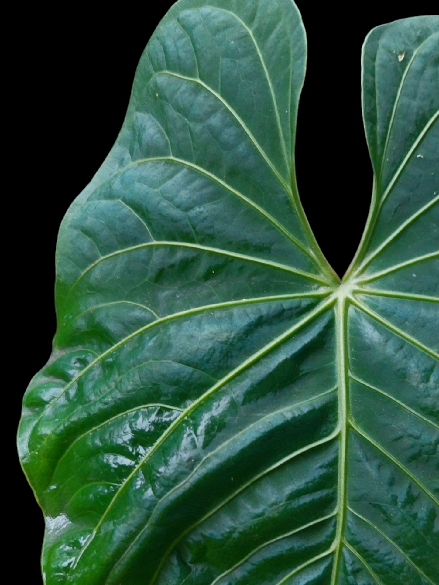 Anthurium sp. 'Colombianense' (EXACT PLANT)