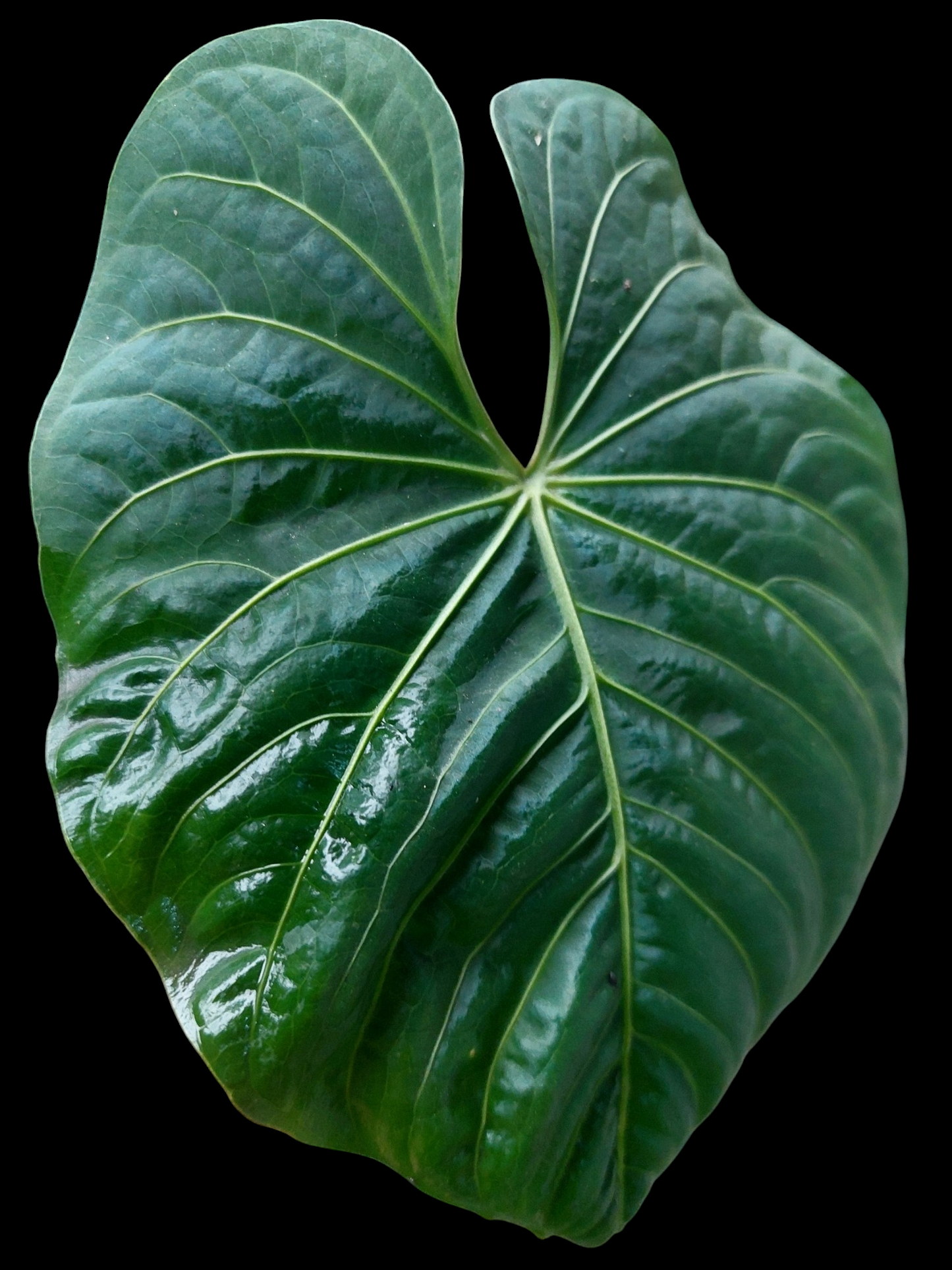 Anthurium sp. 'Colombianense' (EXACT PLANT)