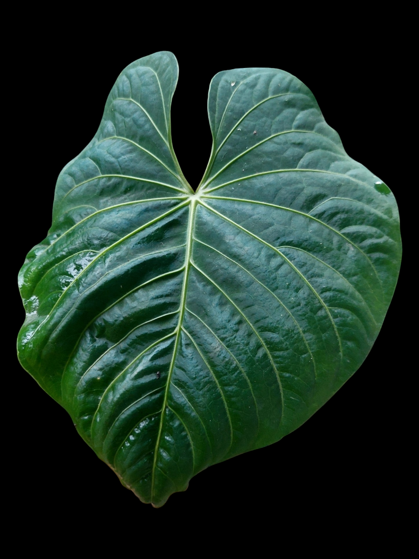 Anthurium sp. 'Colombianense' (EXACT PLANT)