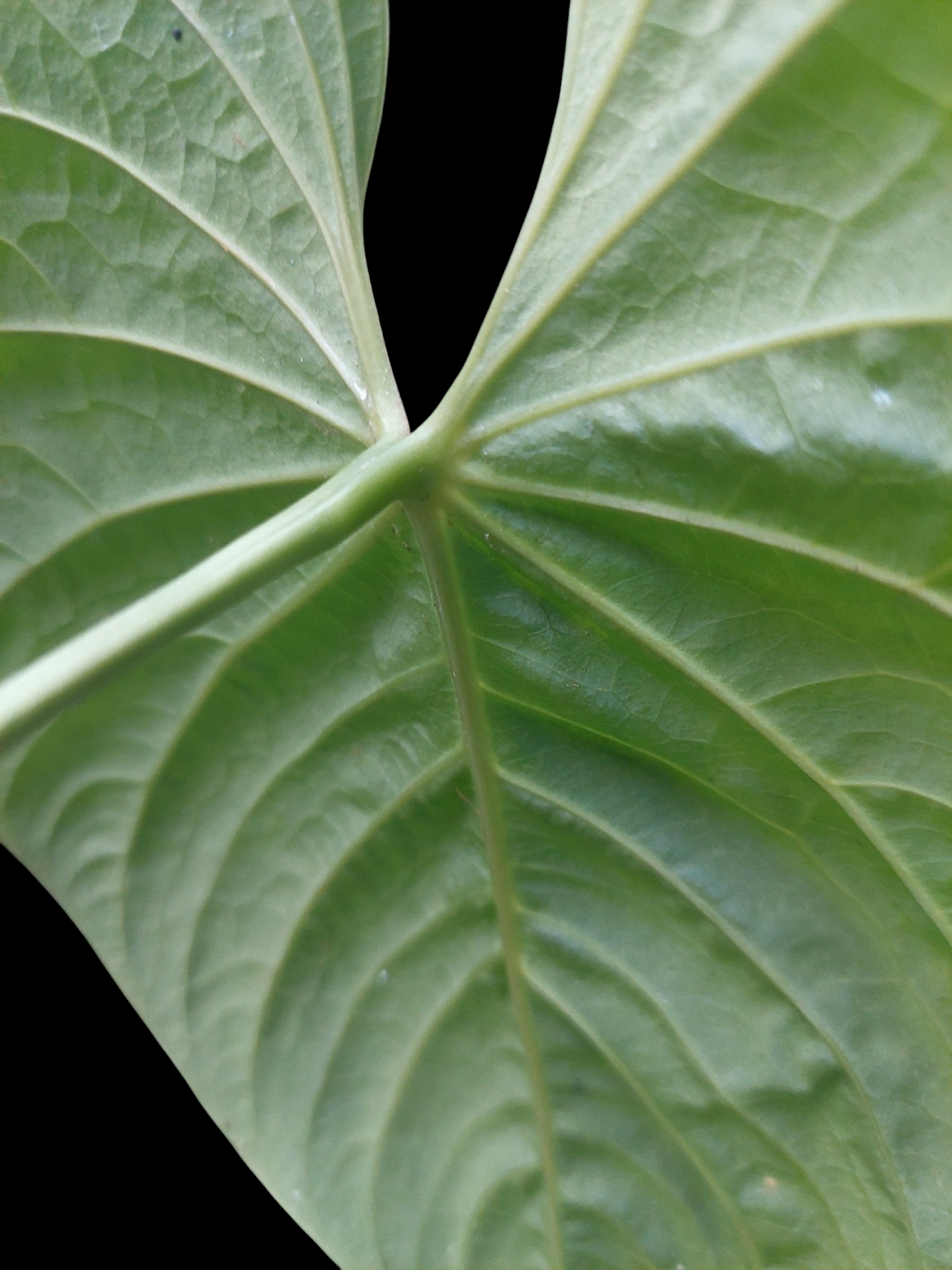 Anthurium sp. 'Colombianense' (EXACT PLANT)