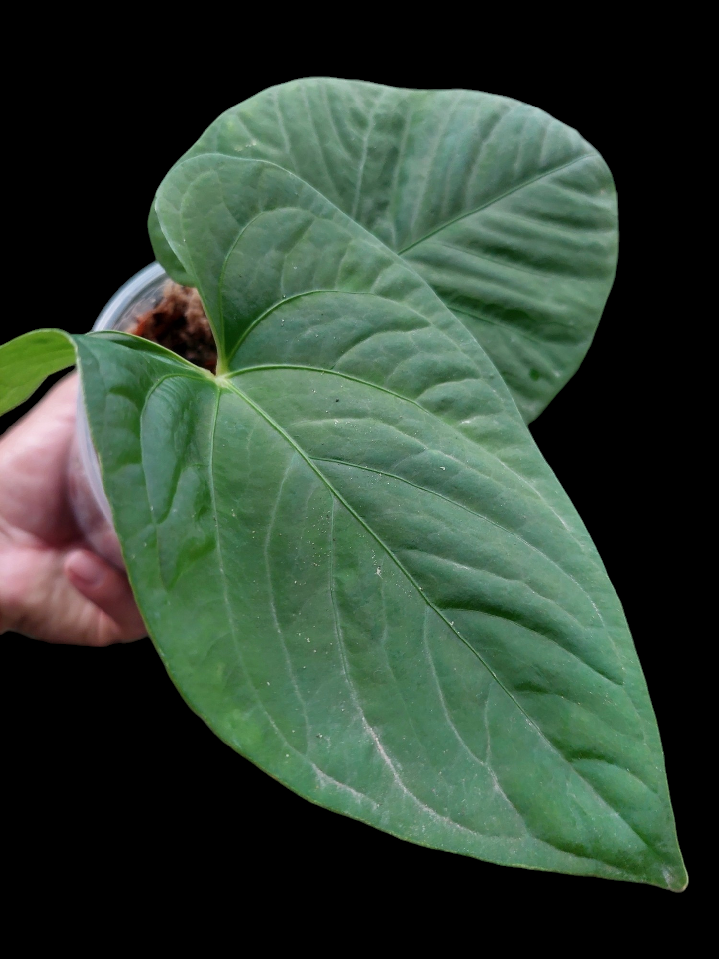 Anthurium sp. "Kunayala Glow" with 2 Leaves Wild Ecotype  (EXACT PLANT)