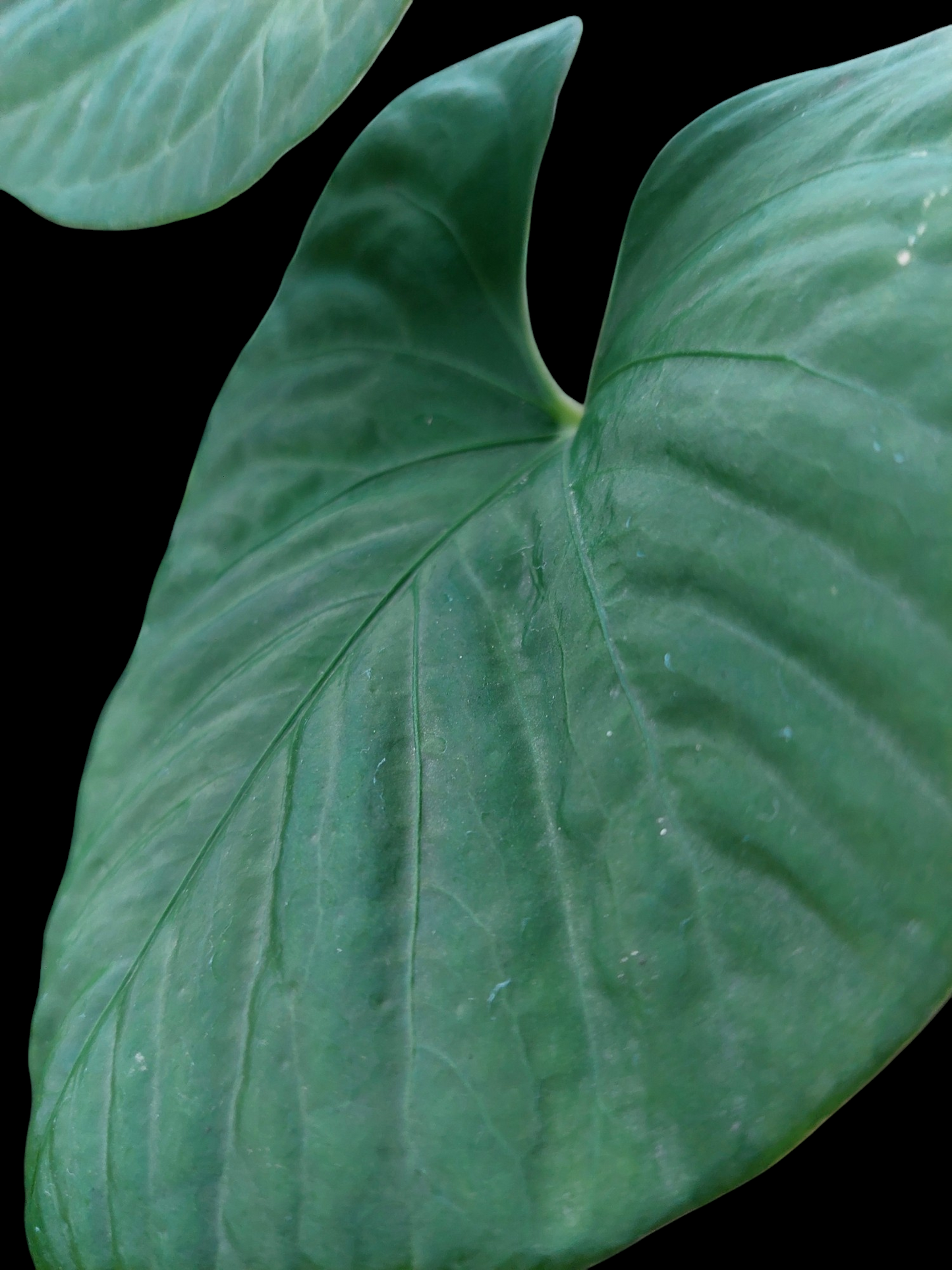 Anthurium sp. "Kunayala Glow" with 2 Leaves Wild Ecotype  (EXACT PLANT)