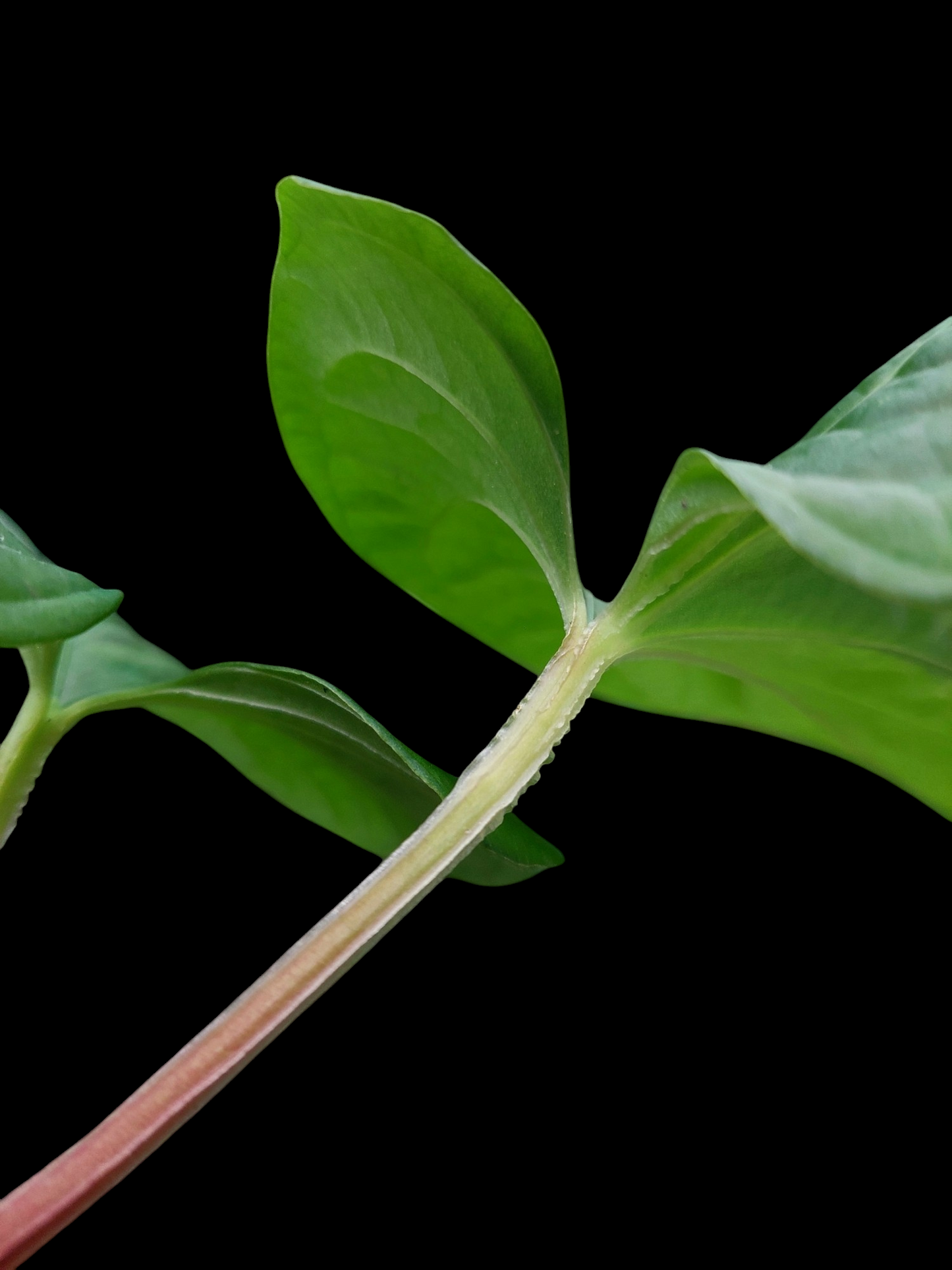 Anthurium sp. "Kunayala Glow" with 2 Leaves Wild Ecotype  (EXACT PLANT)