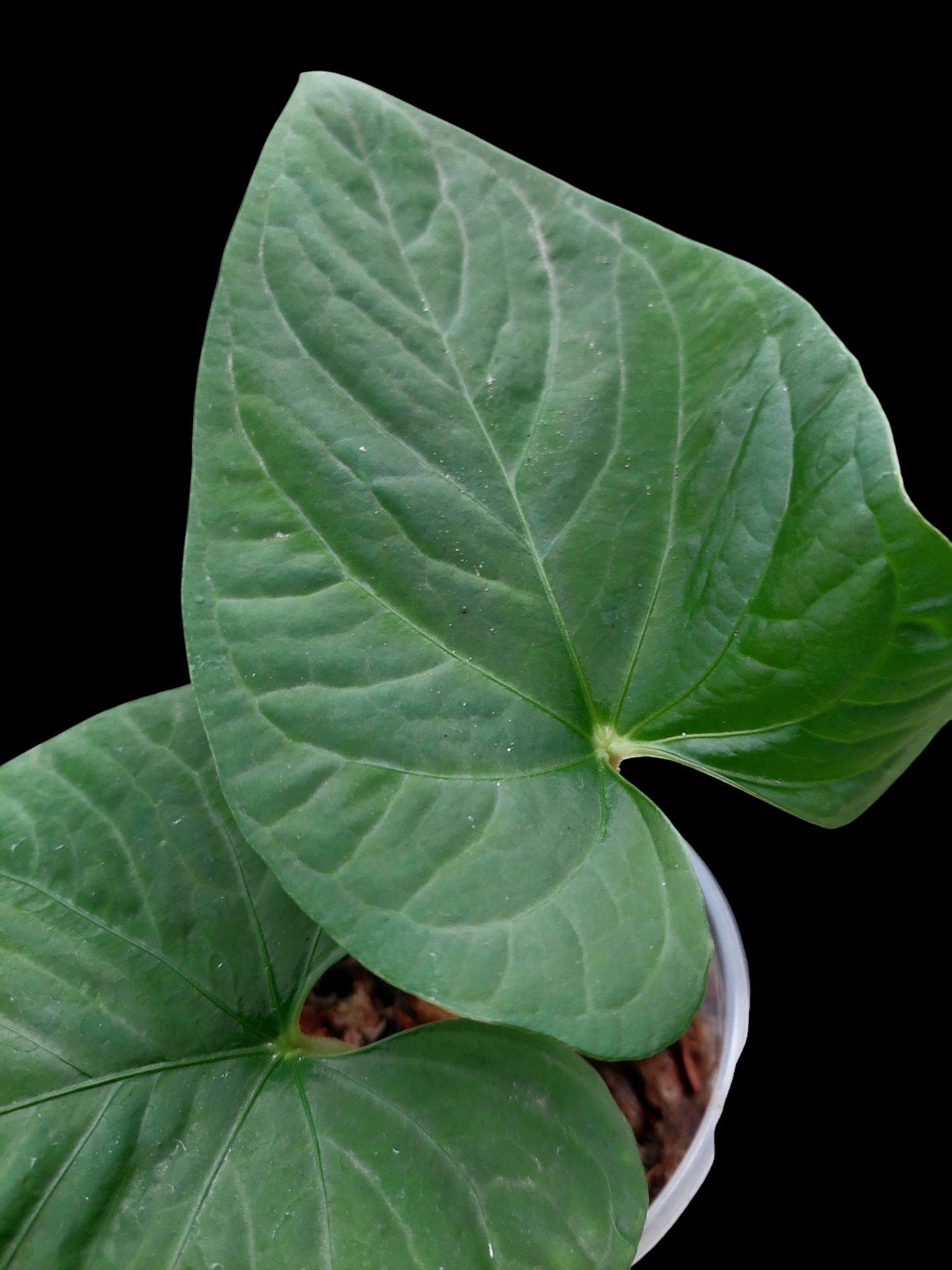 Anthurium sp. "Kunayala Glow" with 2 Leaves Wild Ecotype  (EXACT PLANT)