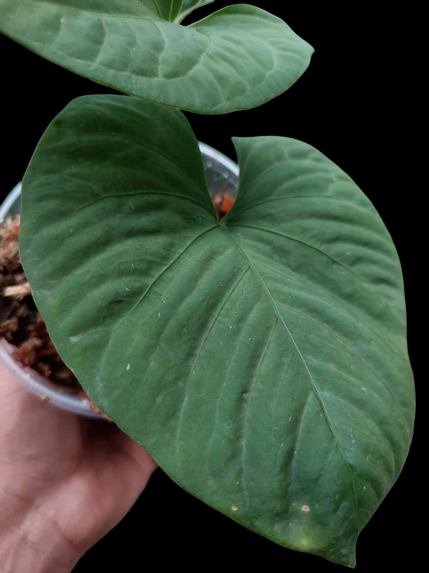 Anthurium sp. "Kunayala Glow" with 2 Leaves Wild Ecotype  (EXACT PLANT)