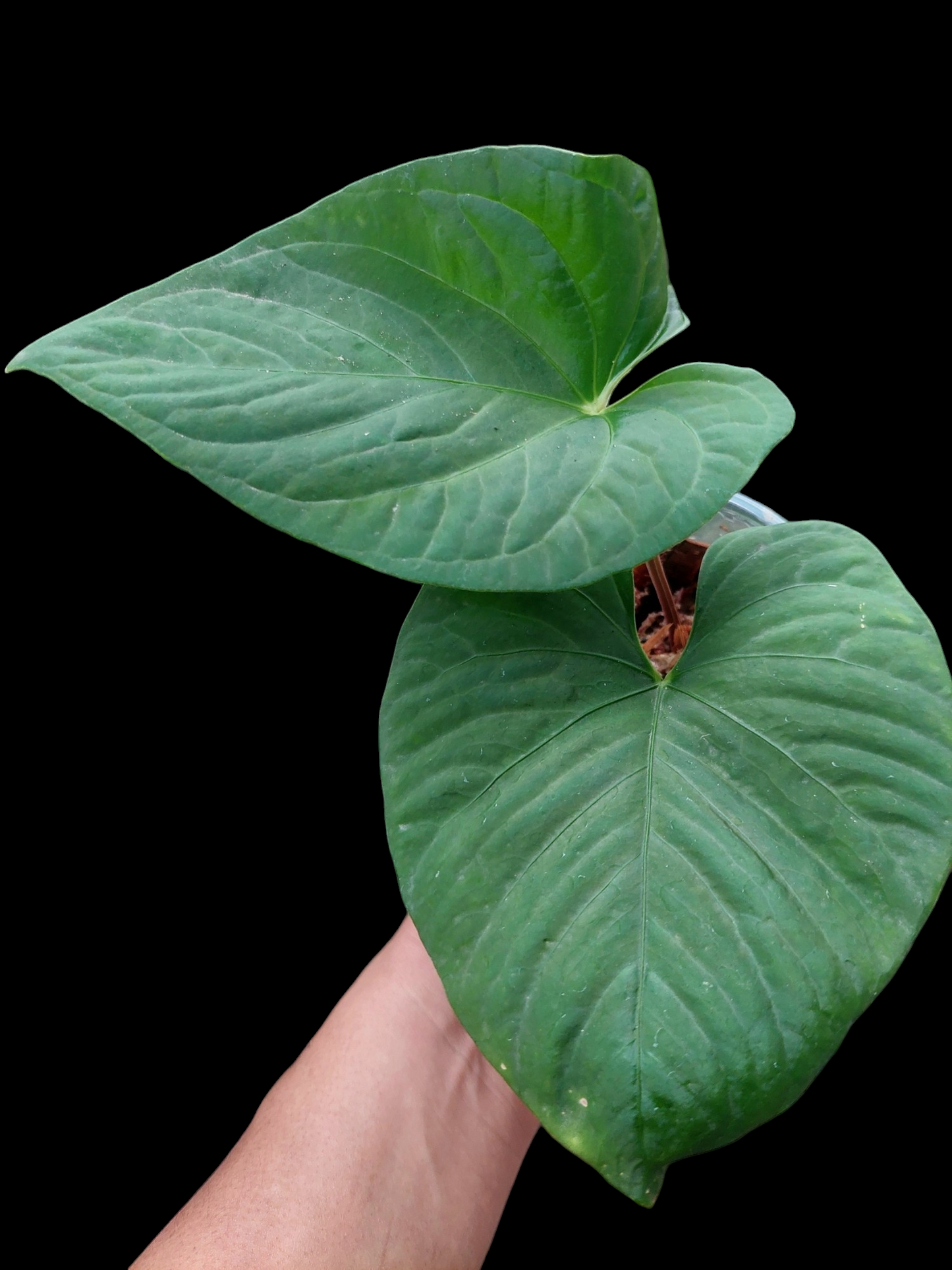 Anthurium sp. "Kunayala Glow" with 2 Leaves Wild Ecotype  (EXACT PLANT)