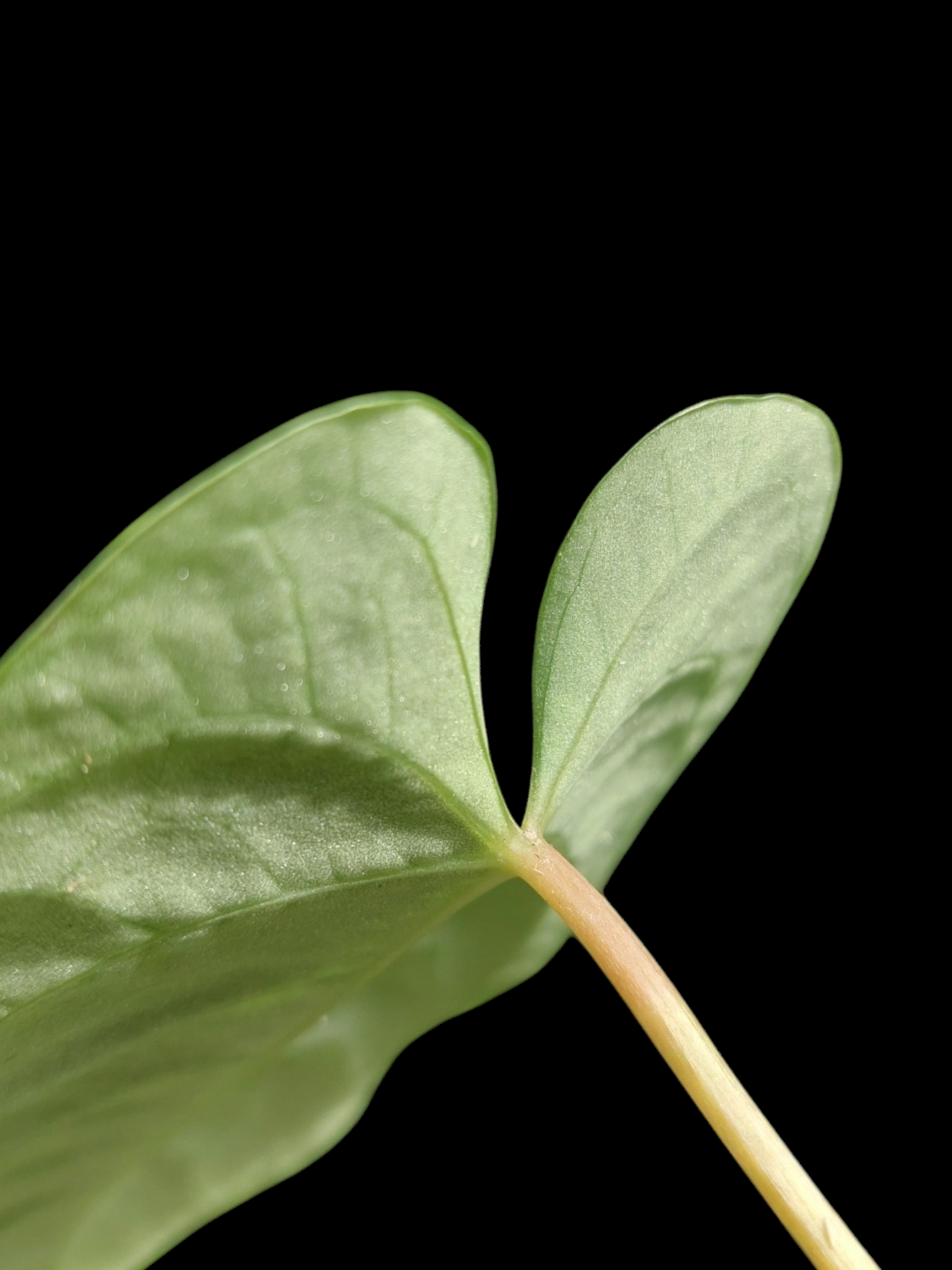 Anthurium sp. 'HuanuQuense Velvet' Small Size (EXACT PLANT)