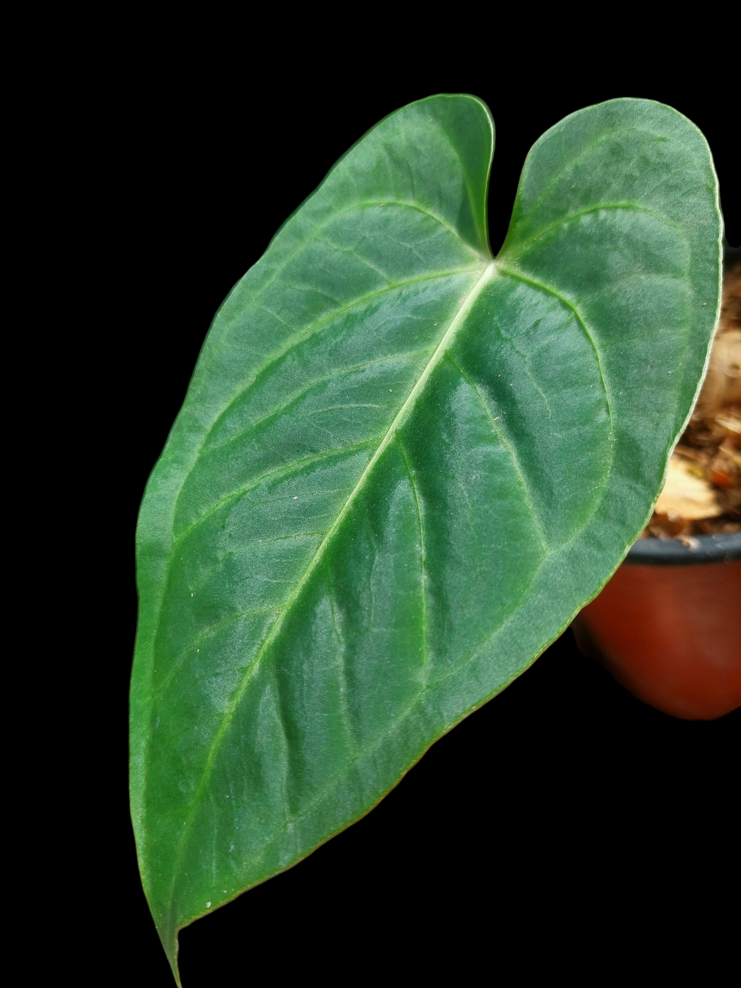 Anthurium sp. 'HuanuQuense Velvet' Small Size (EXACT PLANT)