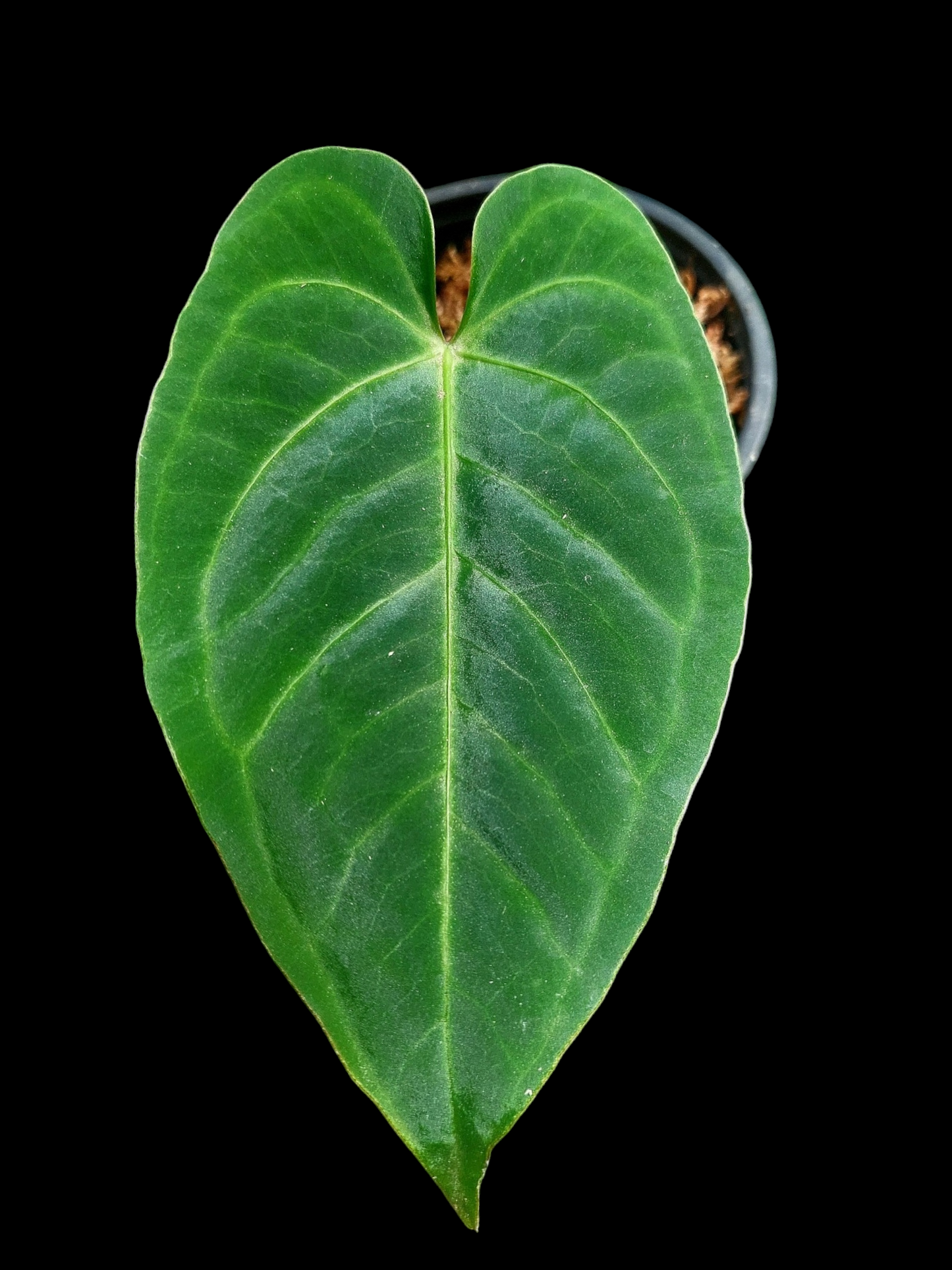 Anthurium sp. 'HuanuQuense Velvet' Small Size (EXACT PLANT)