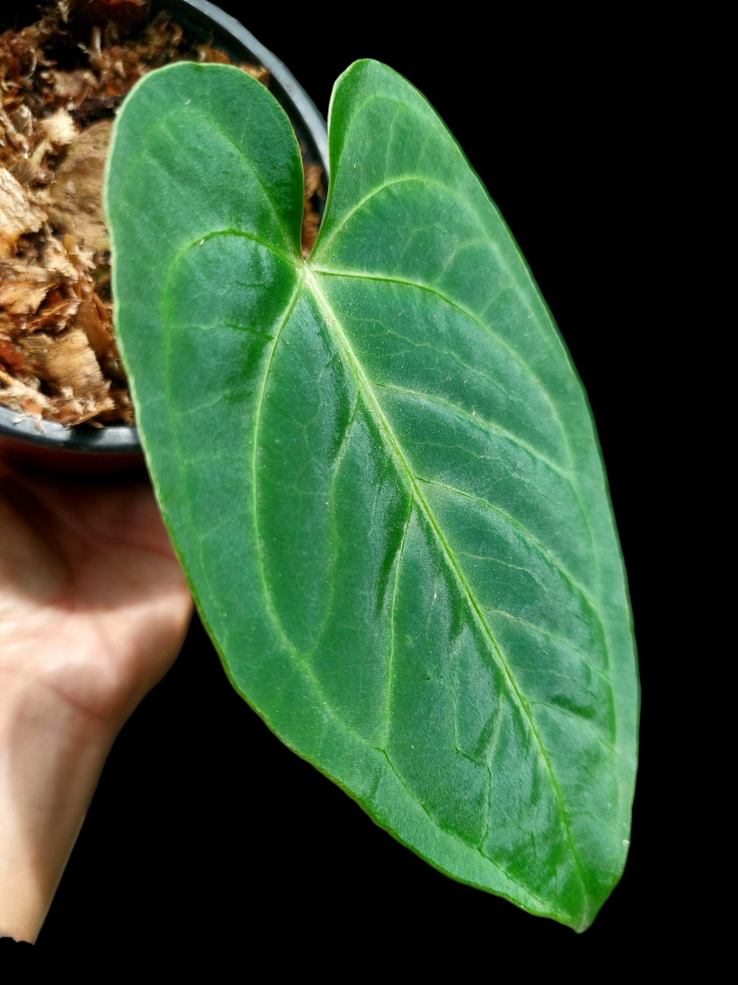 Anthurium sp. 'HuanuQuense Velvet' Small Size (EXACT PLANT)