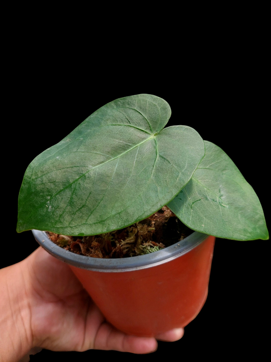 Anthurium sp. "Lush Mountain" with 3 Leaves Small Size Wild Ecotype (EXACT PLANT)