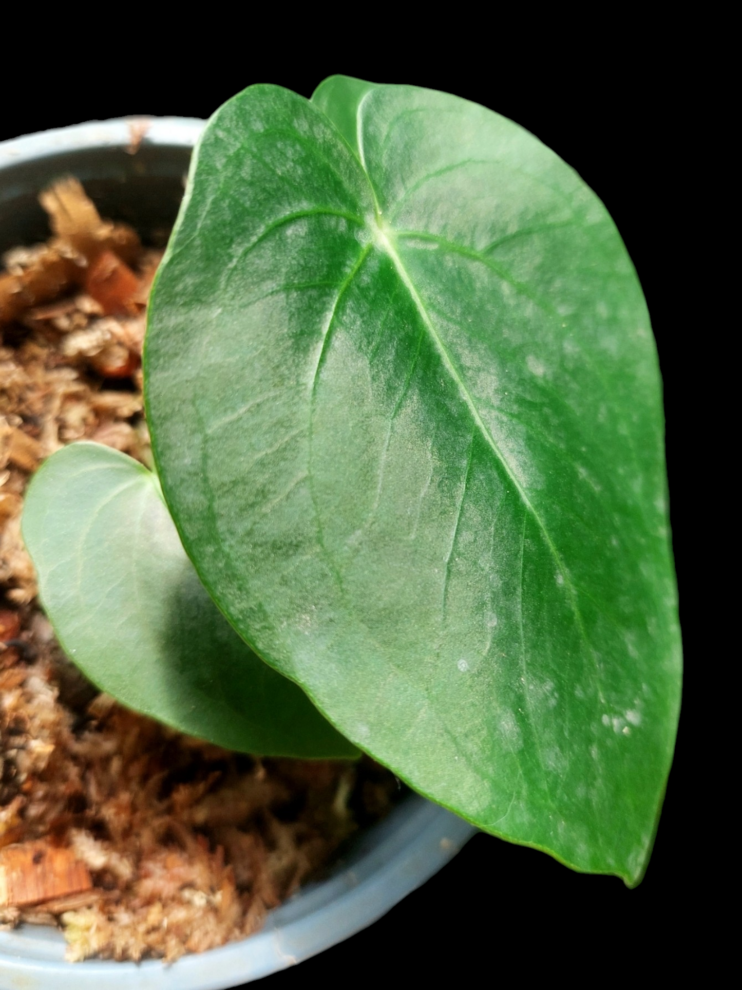 Anthurium sp. "Lush Mountain" with 3 Leaves Small Size Wild Ecotype (EXACT PLANT)