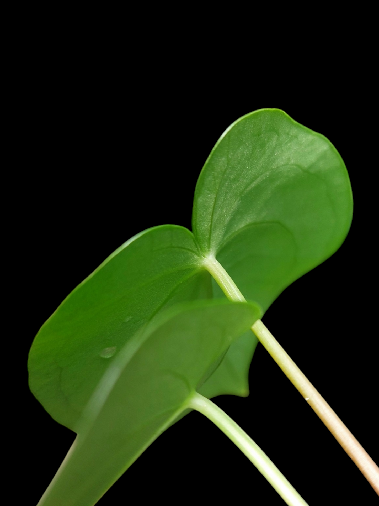 Anthurium sp. "Lush Mountain" with 3 Leaves Small Size Wild Ecotype (EXACT PLANT)