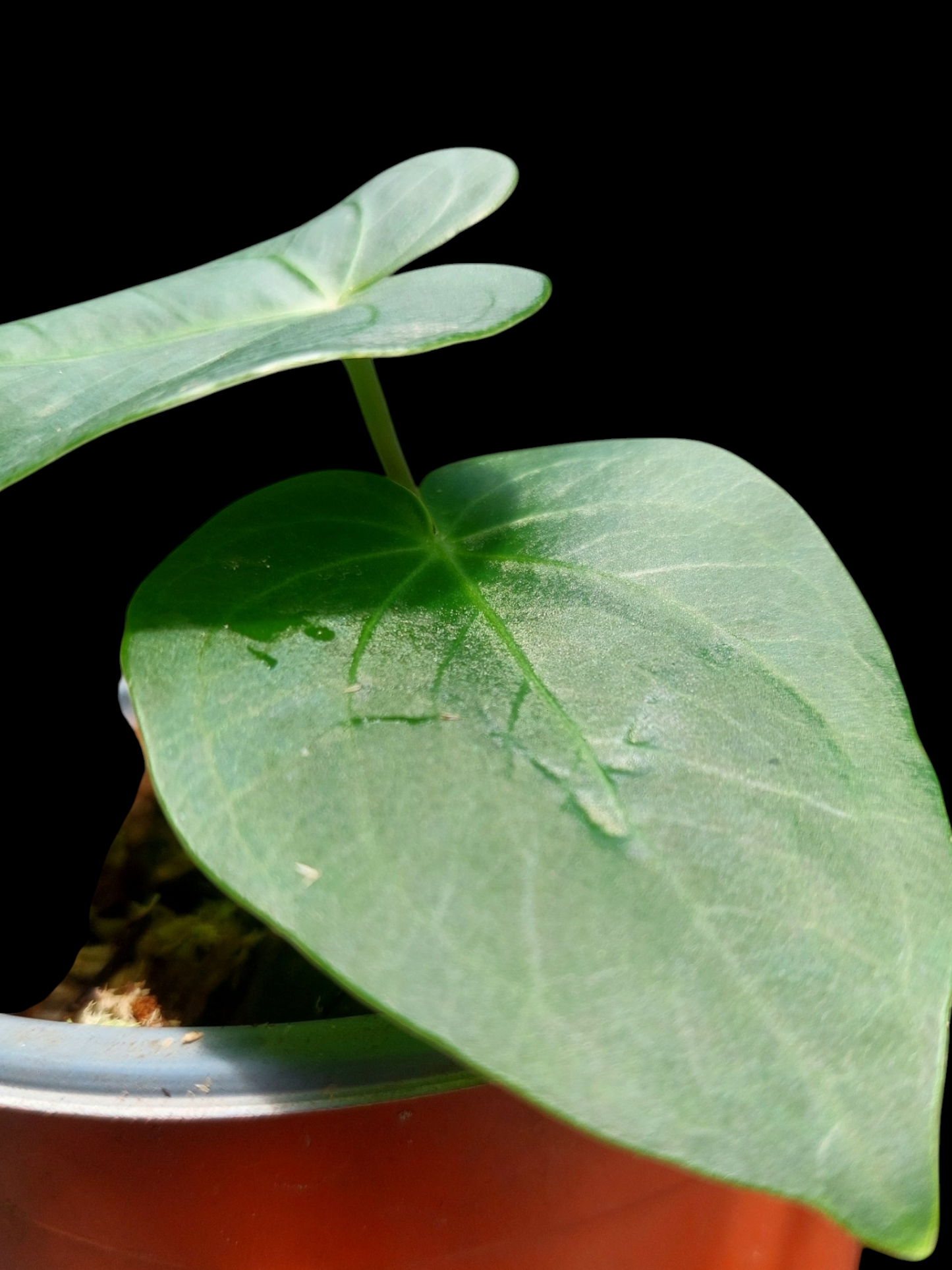 Anthurium sp. "Lush Mountain" with 3 Leaves Small Size Wild Ecotype (EXACT PLANT)