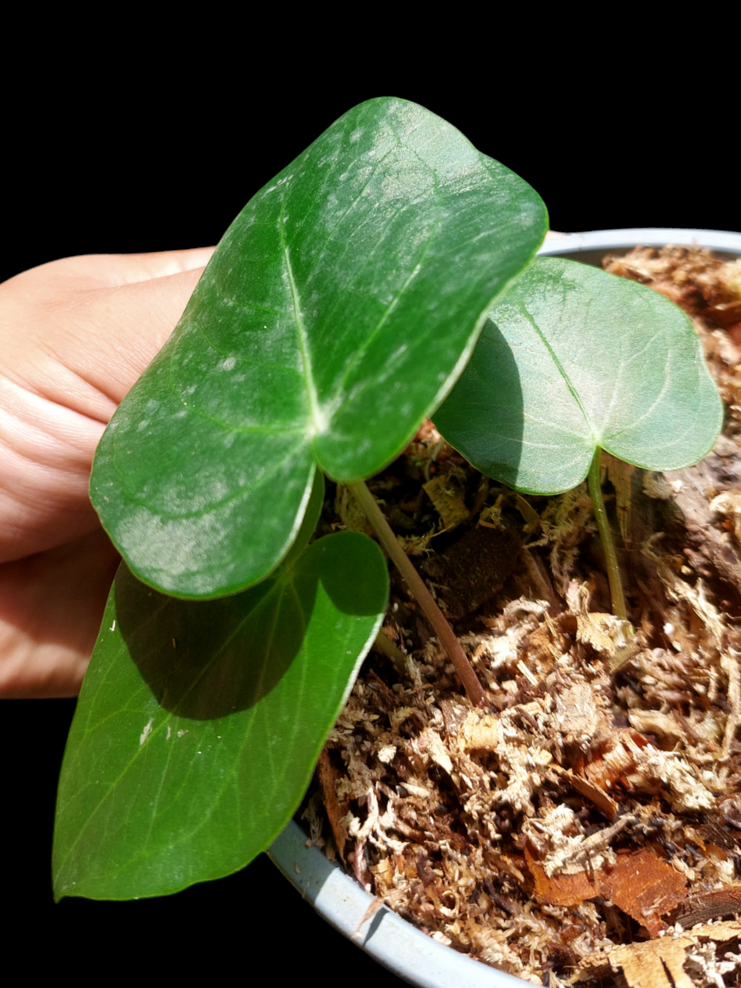 Anthurium sp. "Lush Mountain" with 3 Leaves Small Size Wild Ecotype (EXACT PLANT)