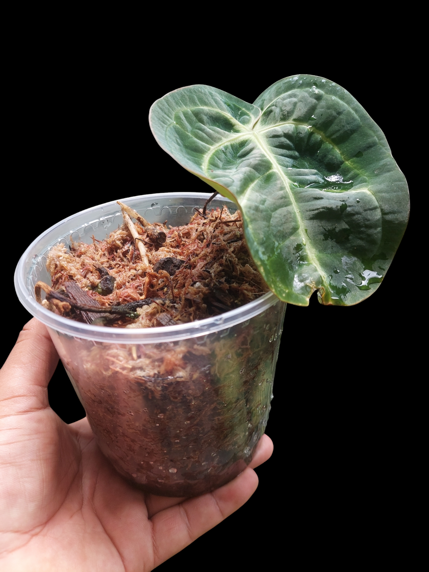 Anthurium Carlablackiae Wild Ecotype (EXACT PLANT)