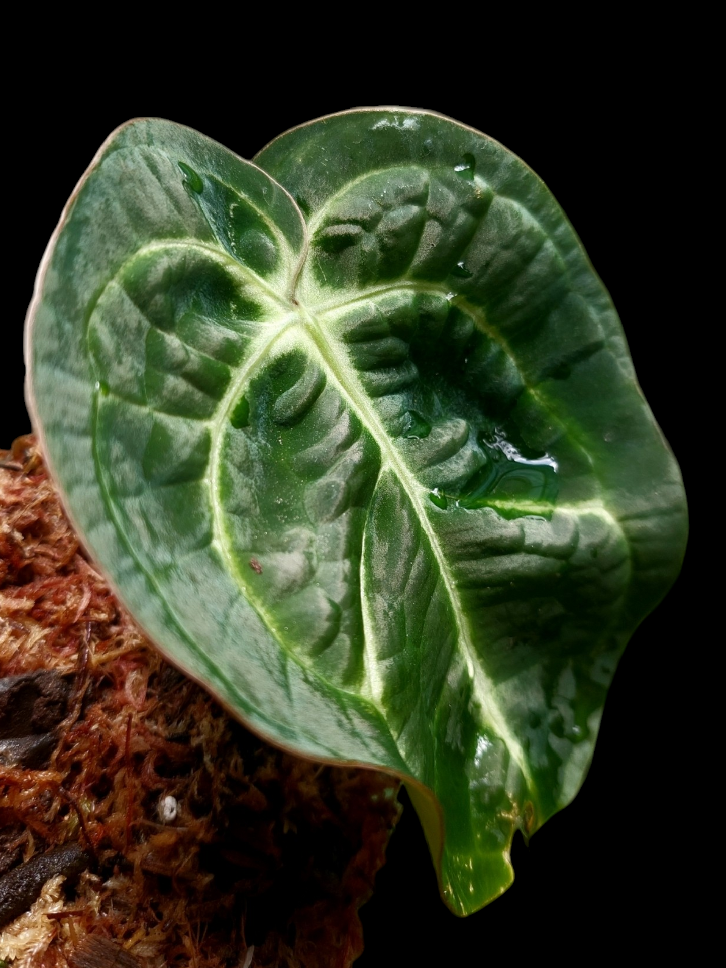 Anthurium Carlablackiae Wild Ecotype (EXACT PLANT)