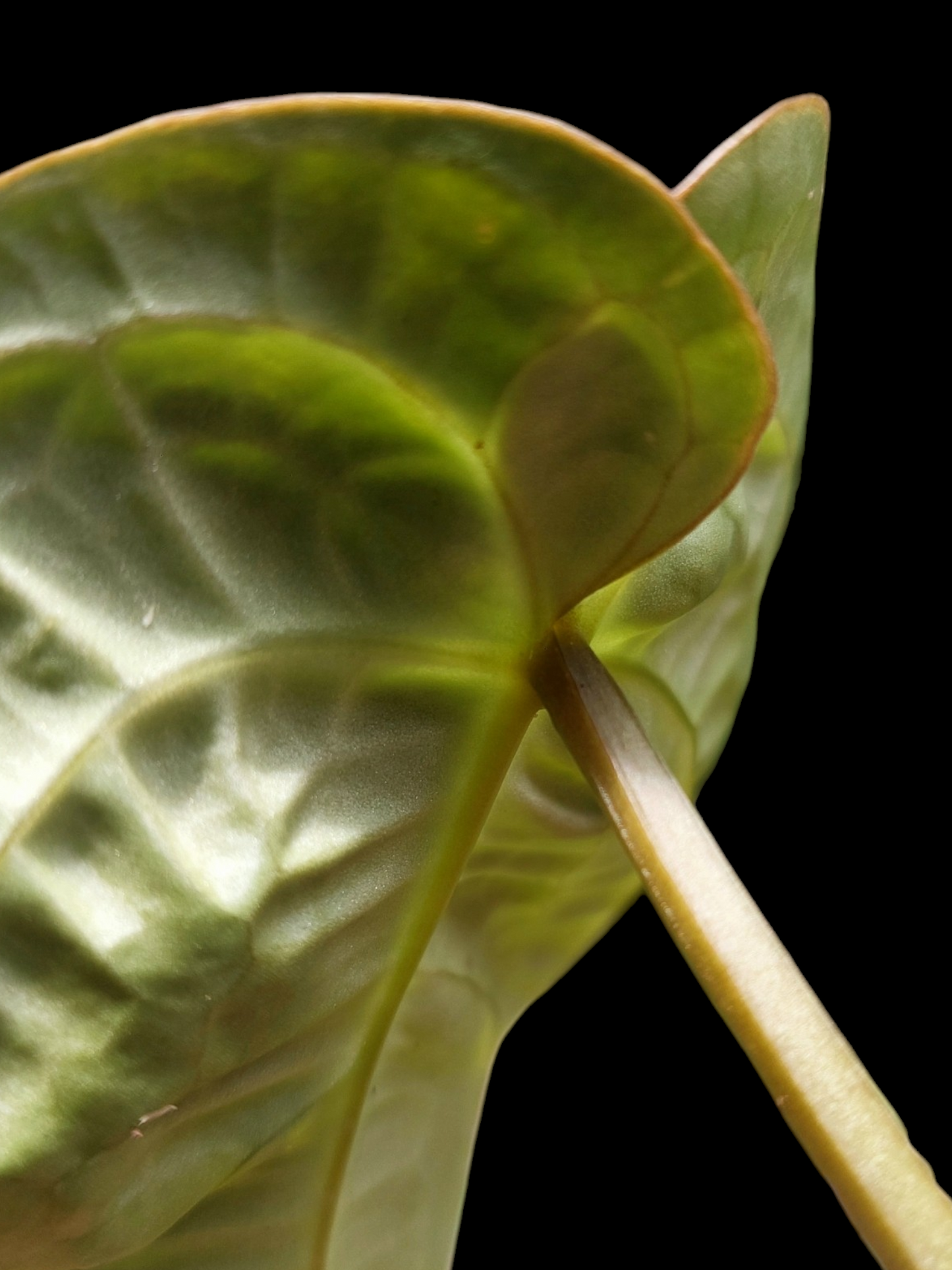 Anthurium Carlablackiae Wild Ecotype (EXACT PLANT)