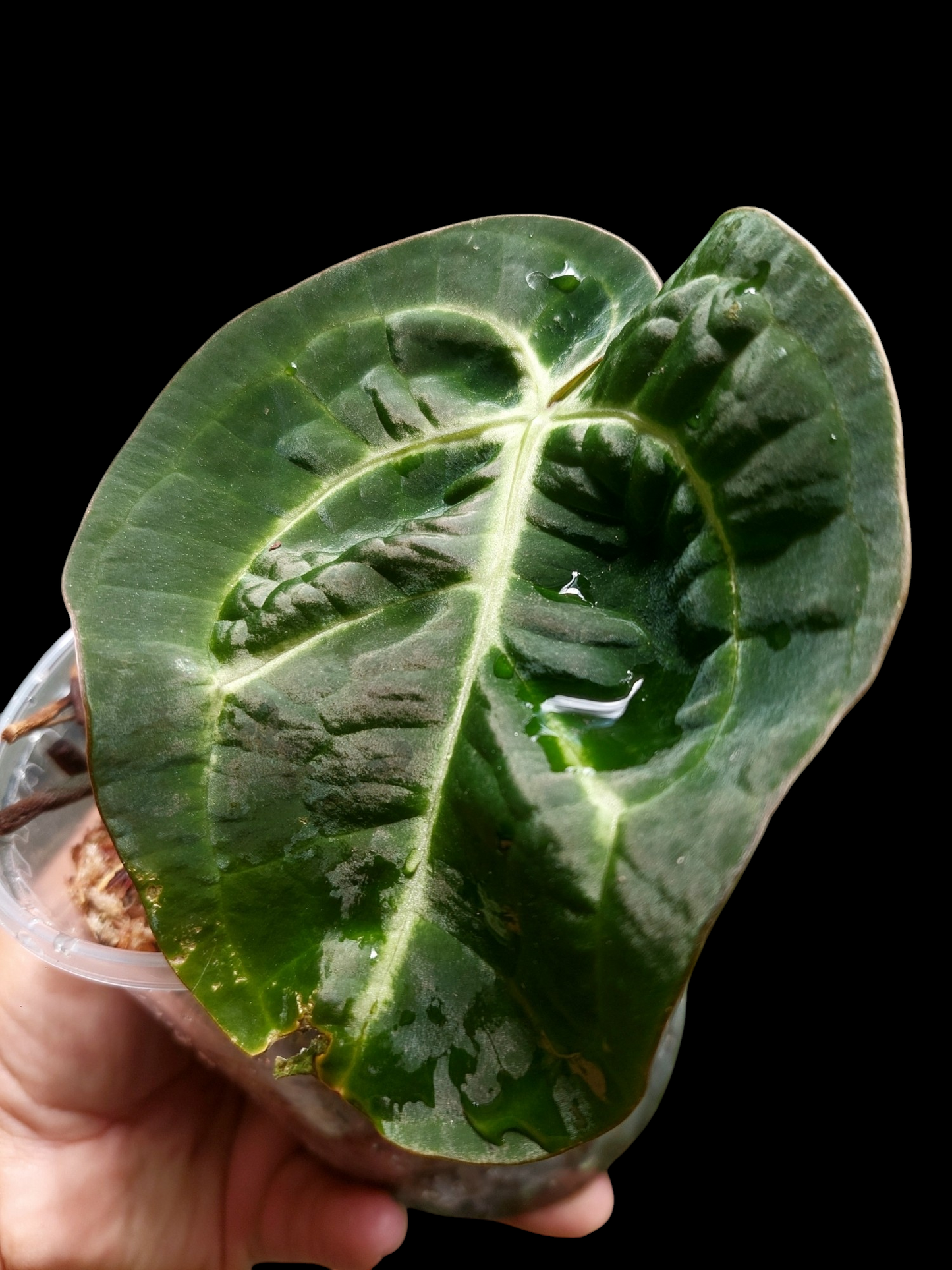 Anthurium Carlablackiae Wild Ecotype (EXACT PLANT)