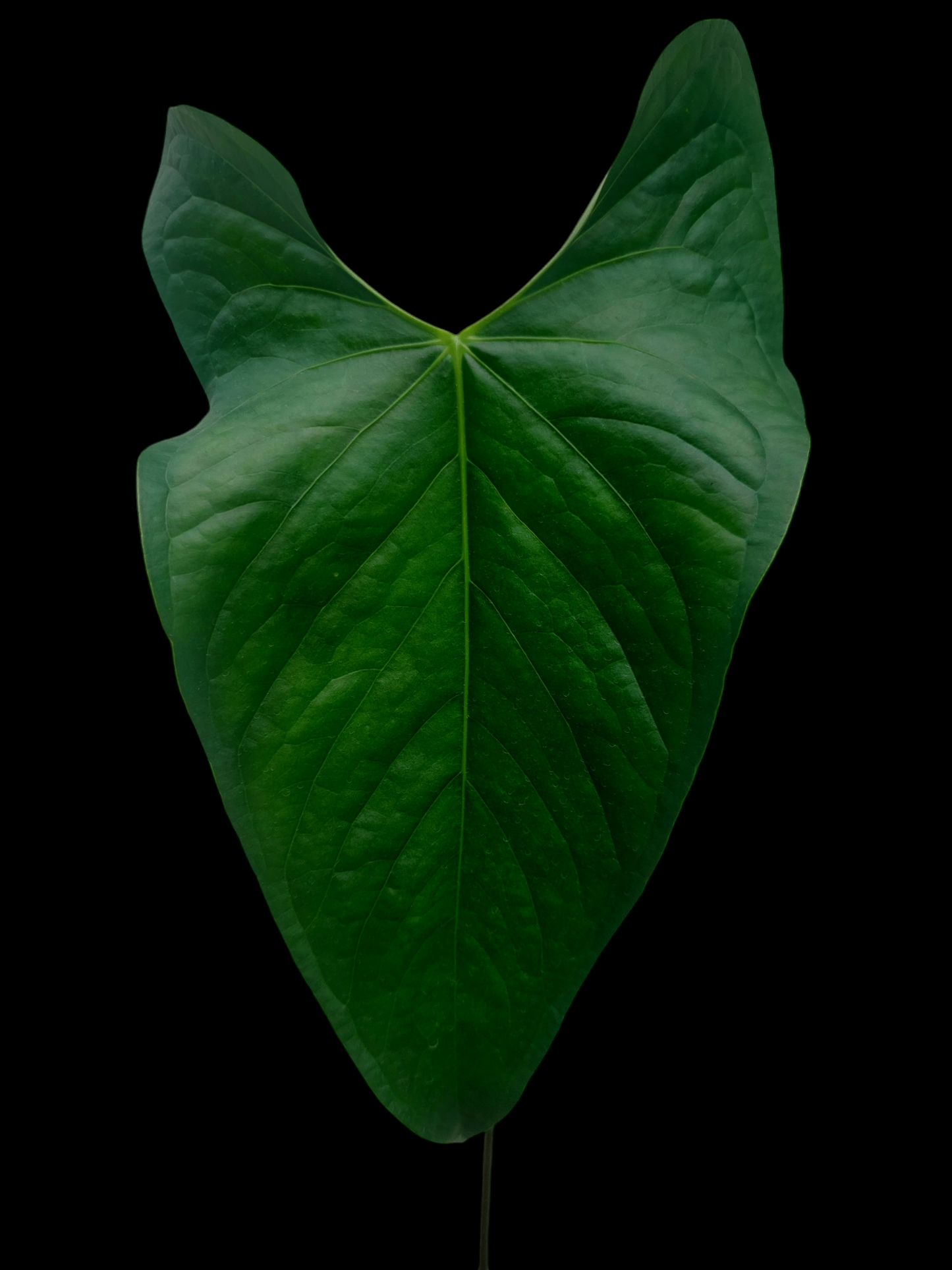 Anthurium sp. 'Peru Dark' (EXACT PLANT)