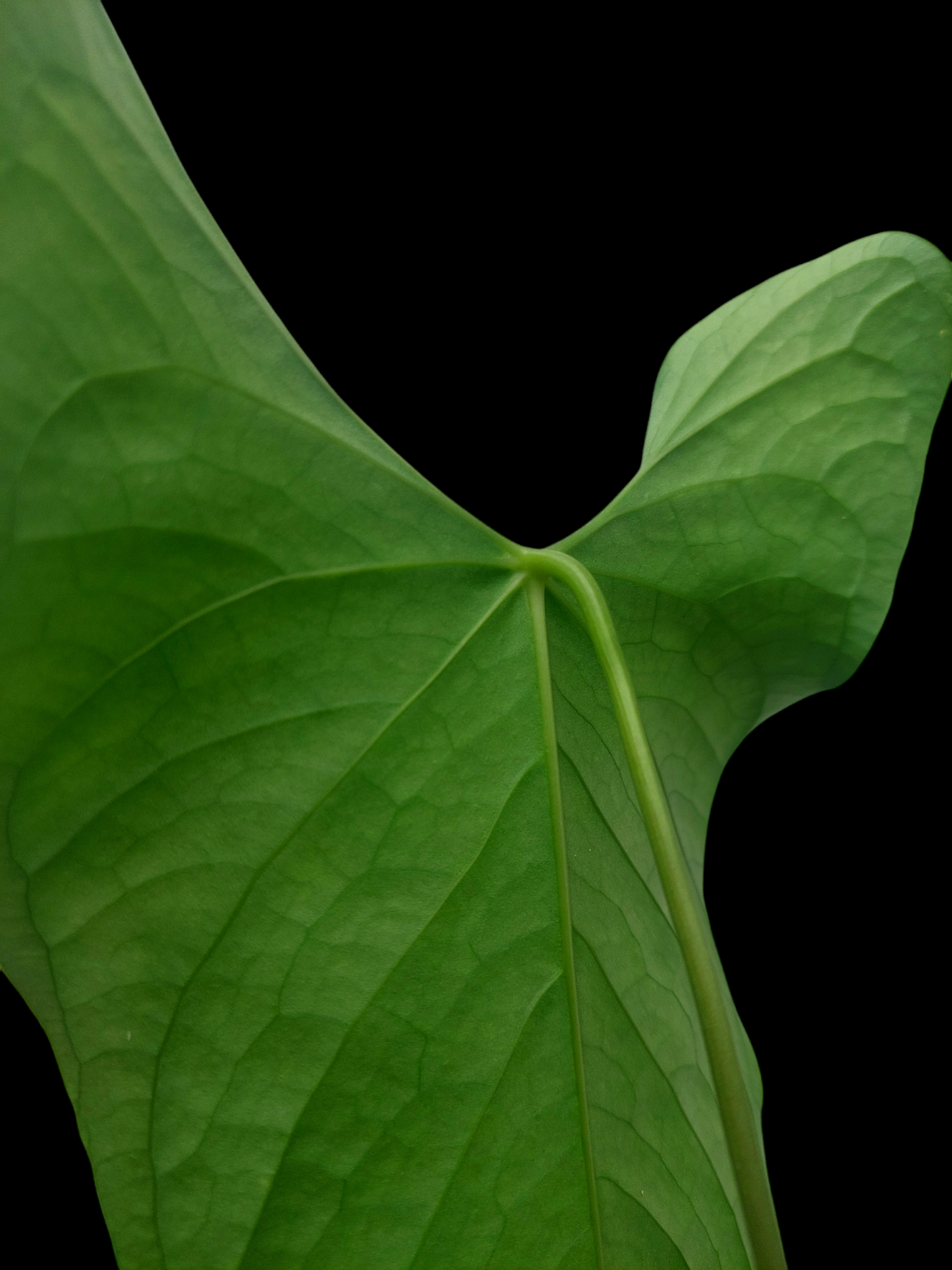 Anthurium sp. 'Peru Dark' (EXACT PLANT)