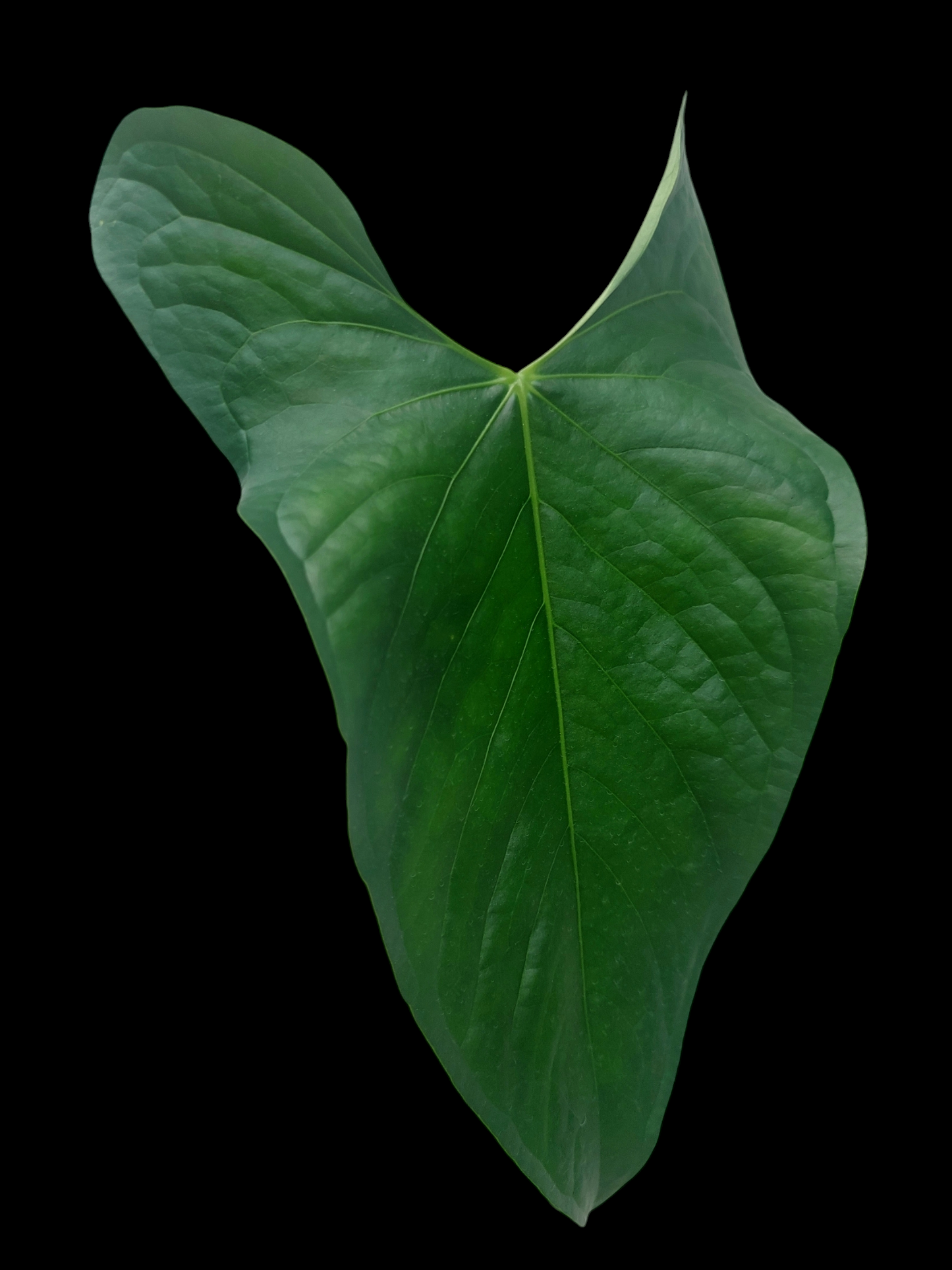 Anthurium sp. 'Peru Dark' (EXACT PLANT)