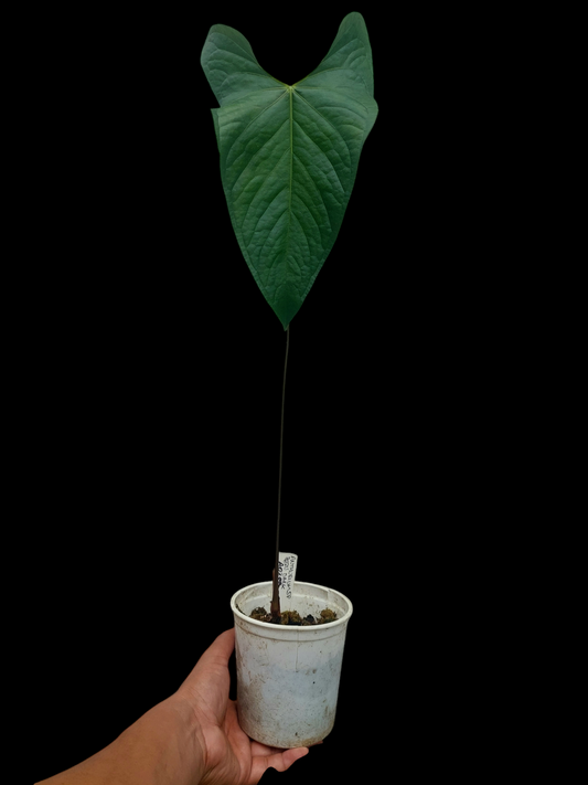 Anthurium sp. 'Peru Dark' (EXACT PLANT)