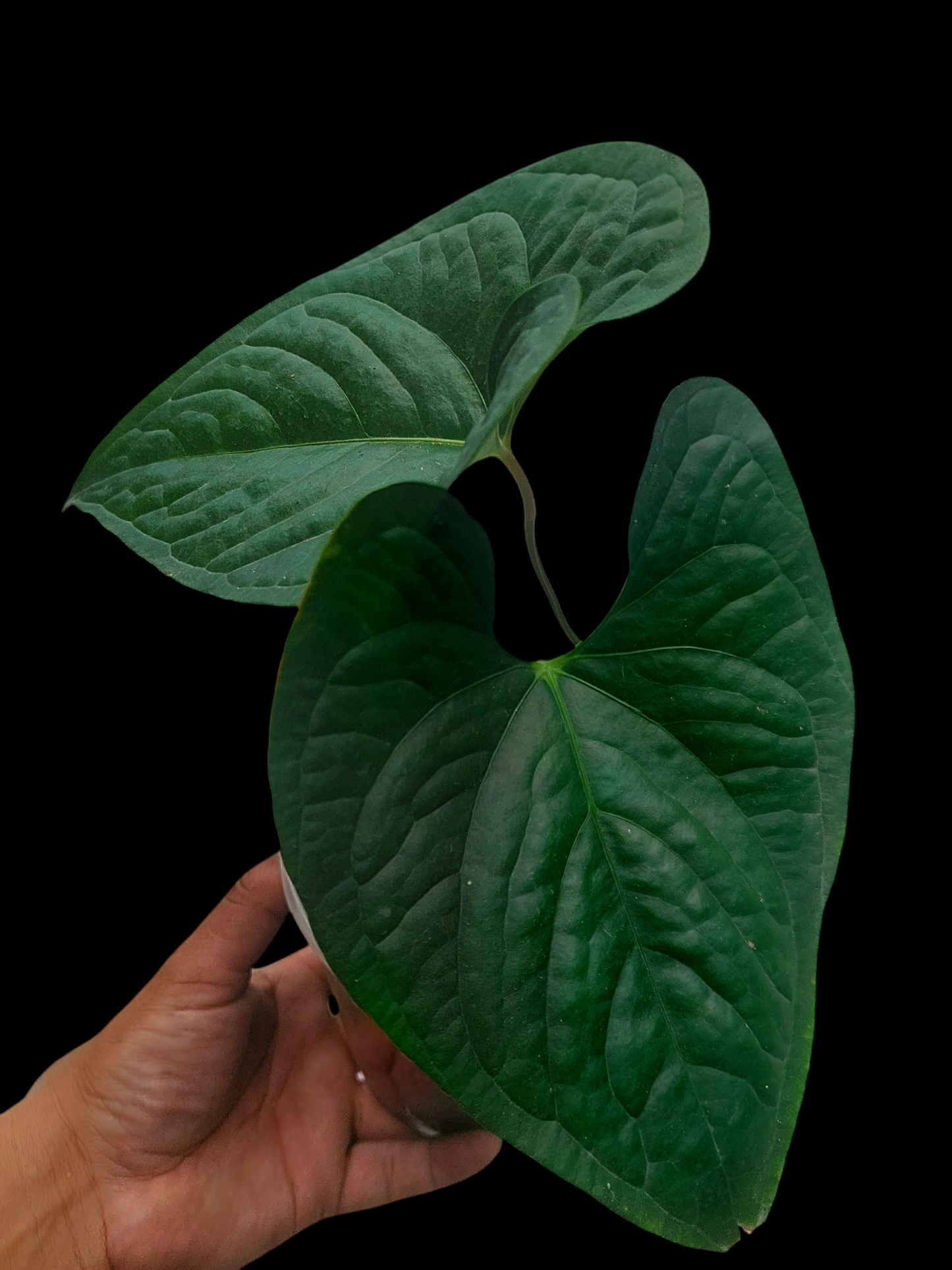 Anthurium sp. 'Peru Dark' with 2 Leaves Wild Ecotype (EXACT PLANT)